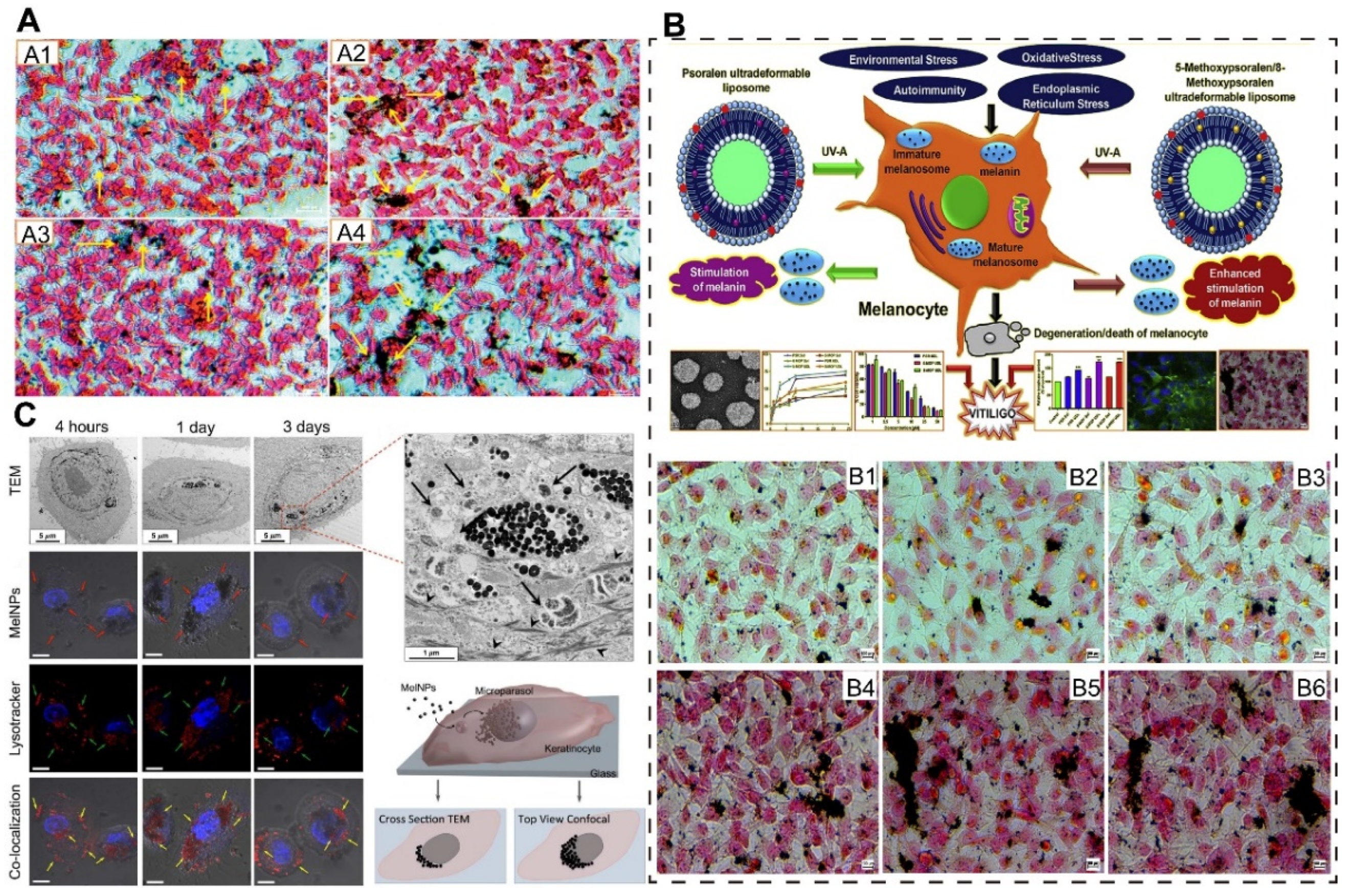 Pharmaceutics 16 01384 g005