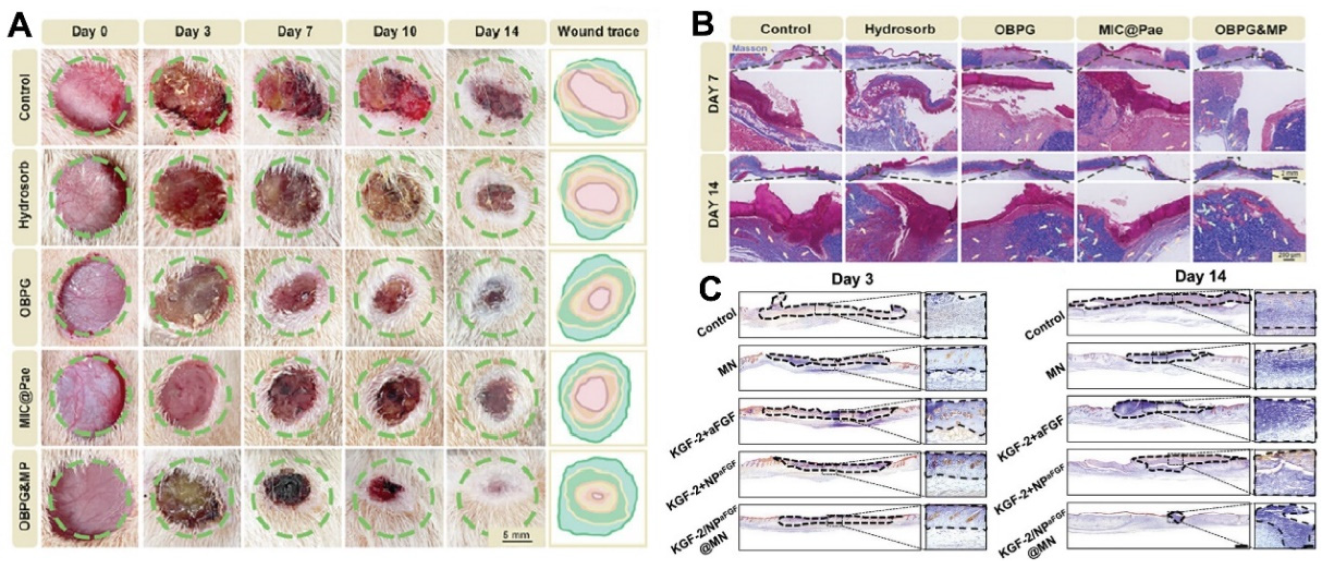 Pharmaceutics 16 01384 g006
