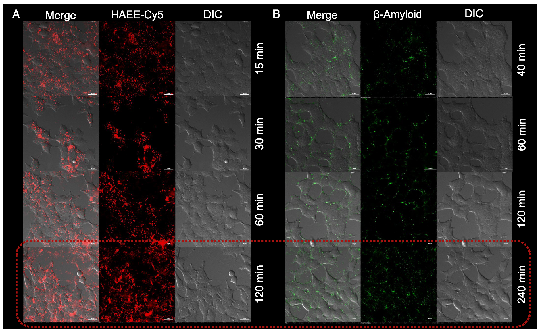 Pharmaceutics 16 01395 g002