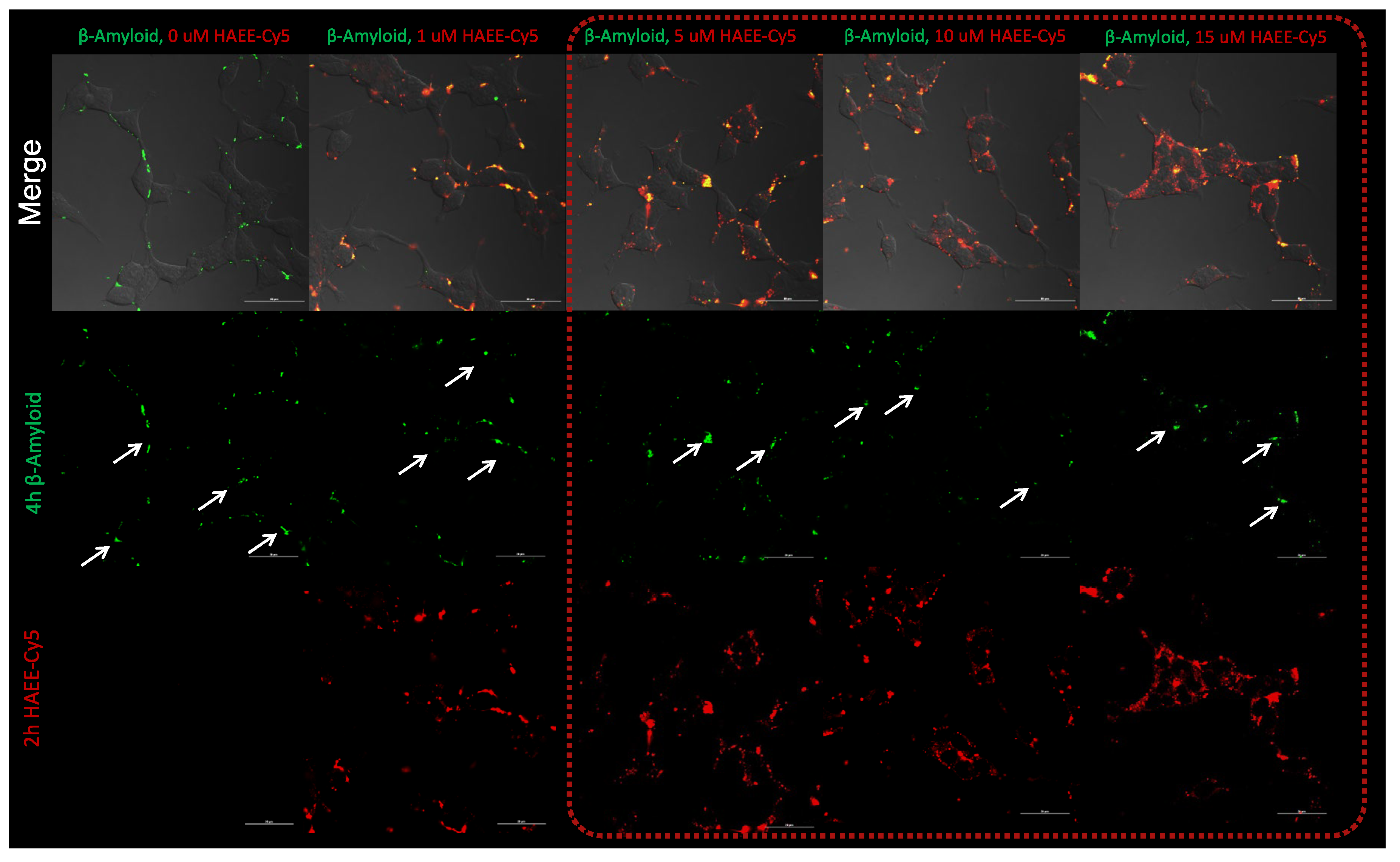 Pharmaceutics 16 01395 g003