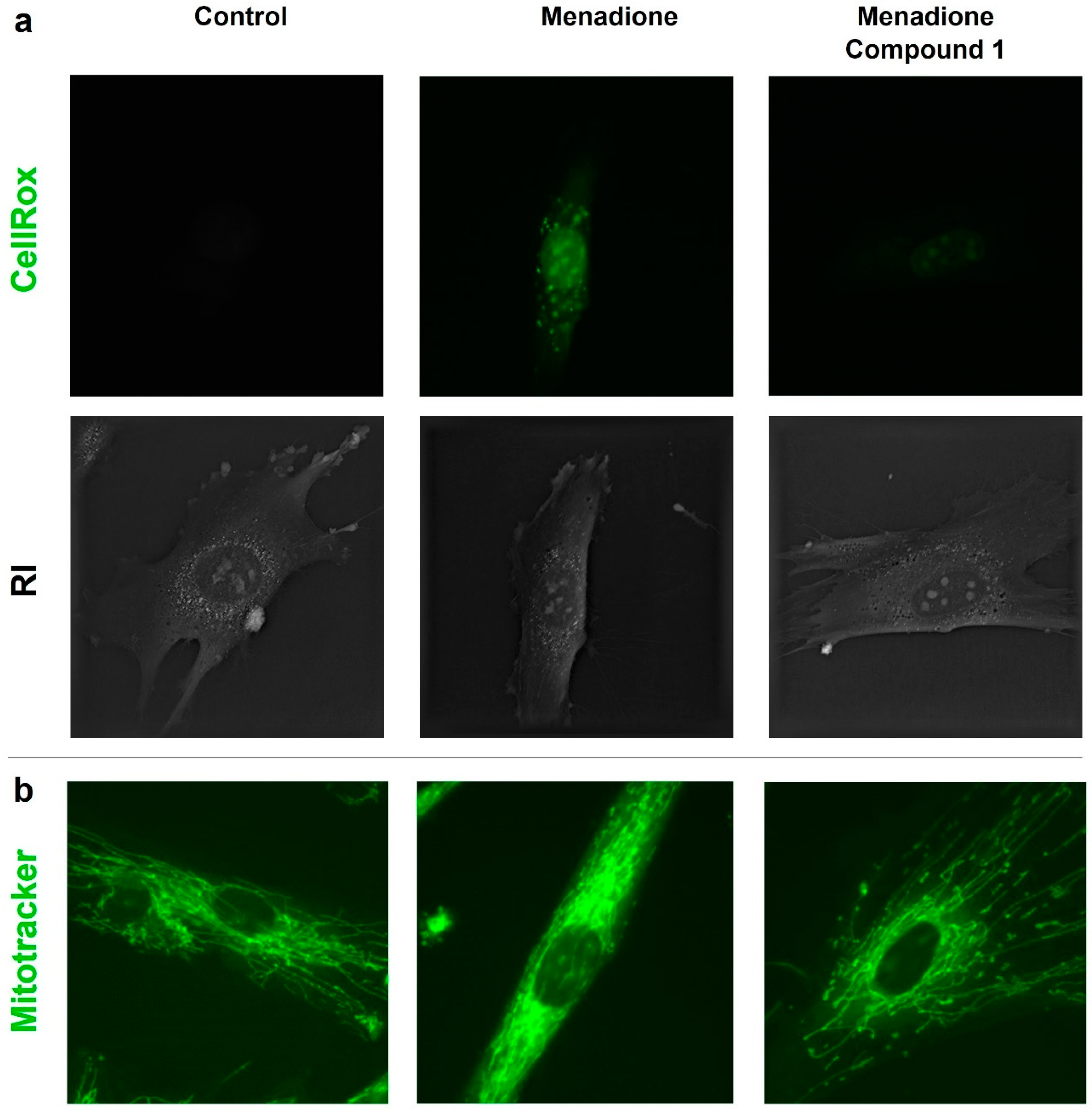 Pharmaceutics 16 01405 g004