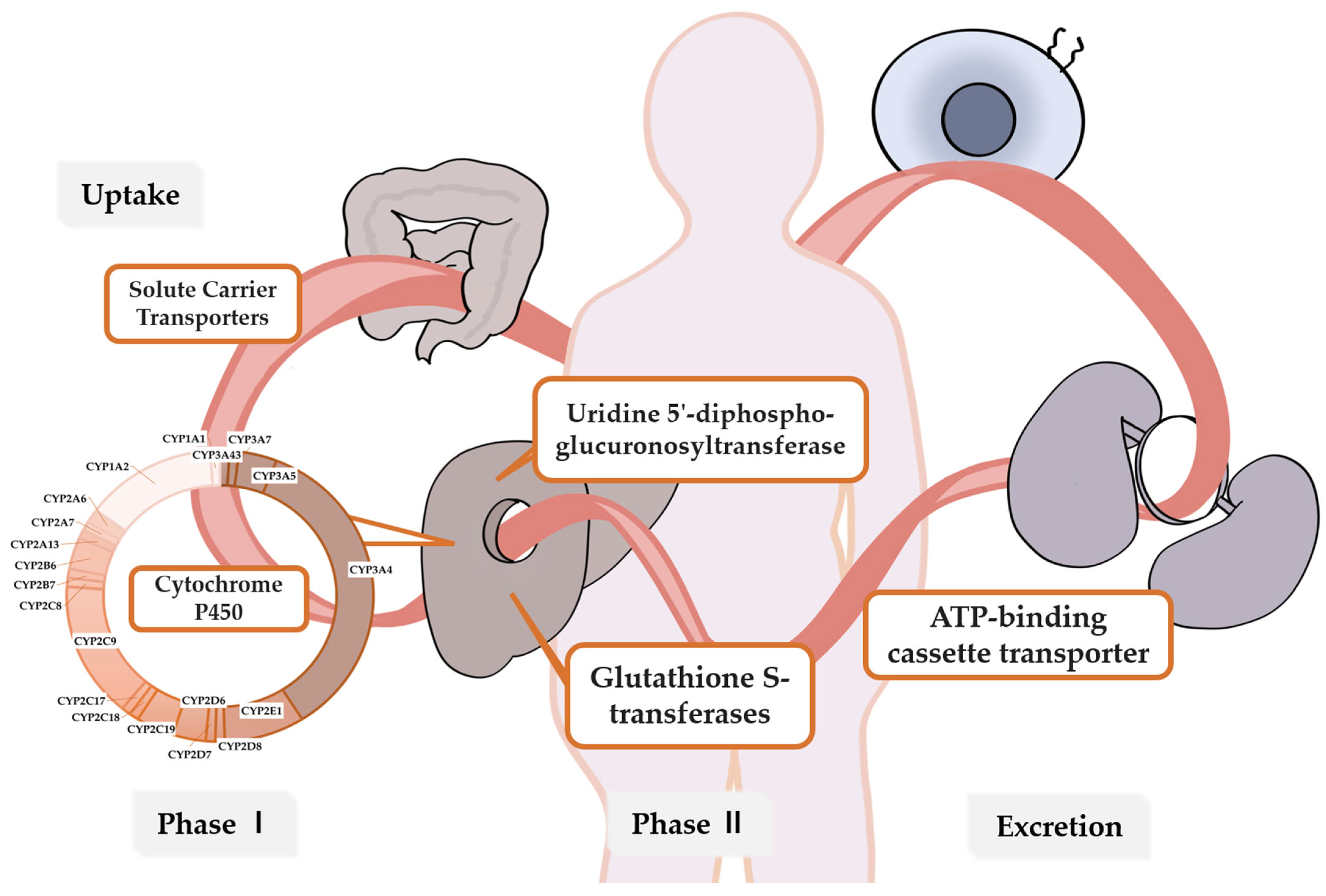 Pharmaceutics 16 01407 g001
