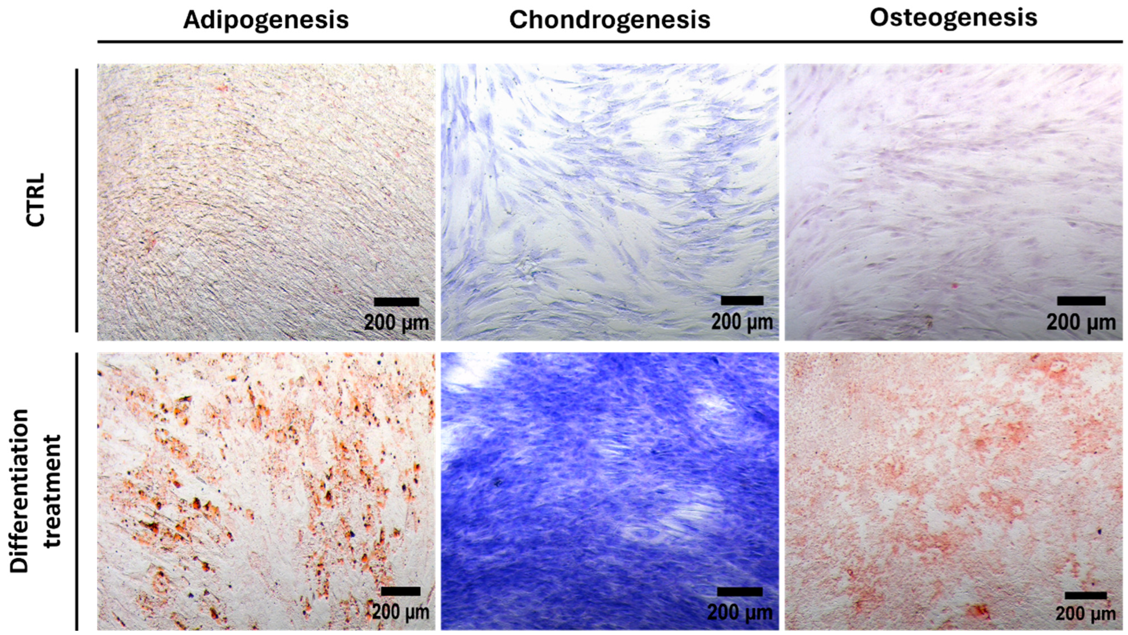 Pharmaceutics 16 01422 g003