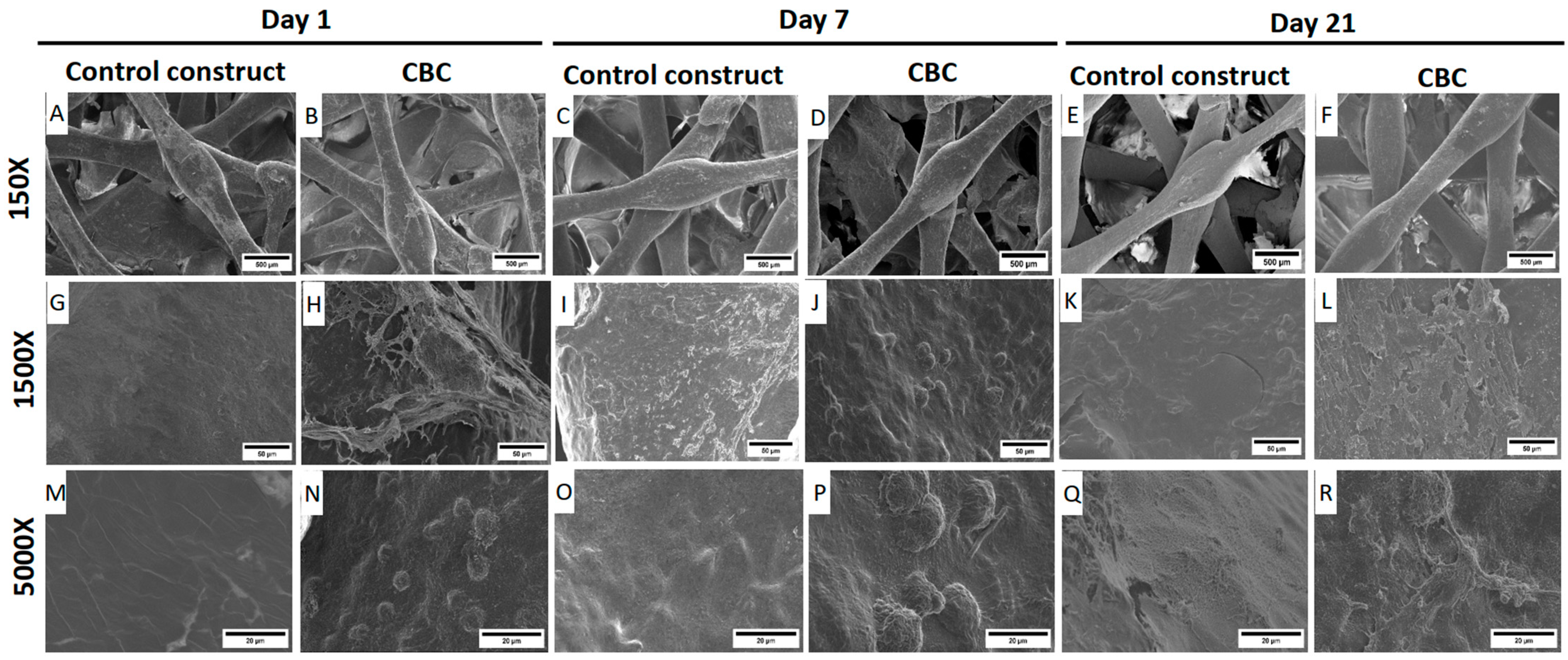 Pharmaceutics 16 01422 g009