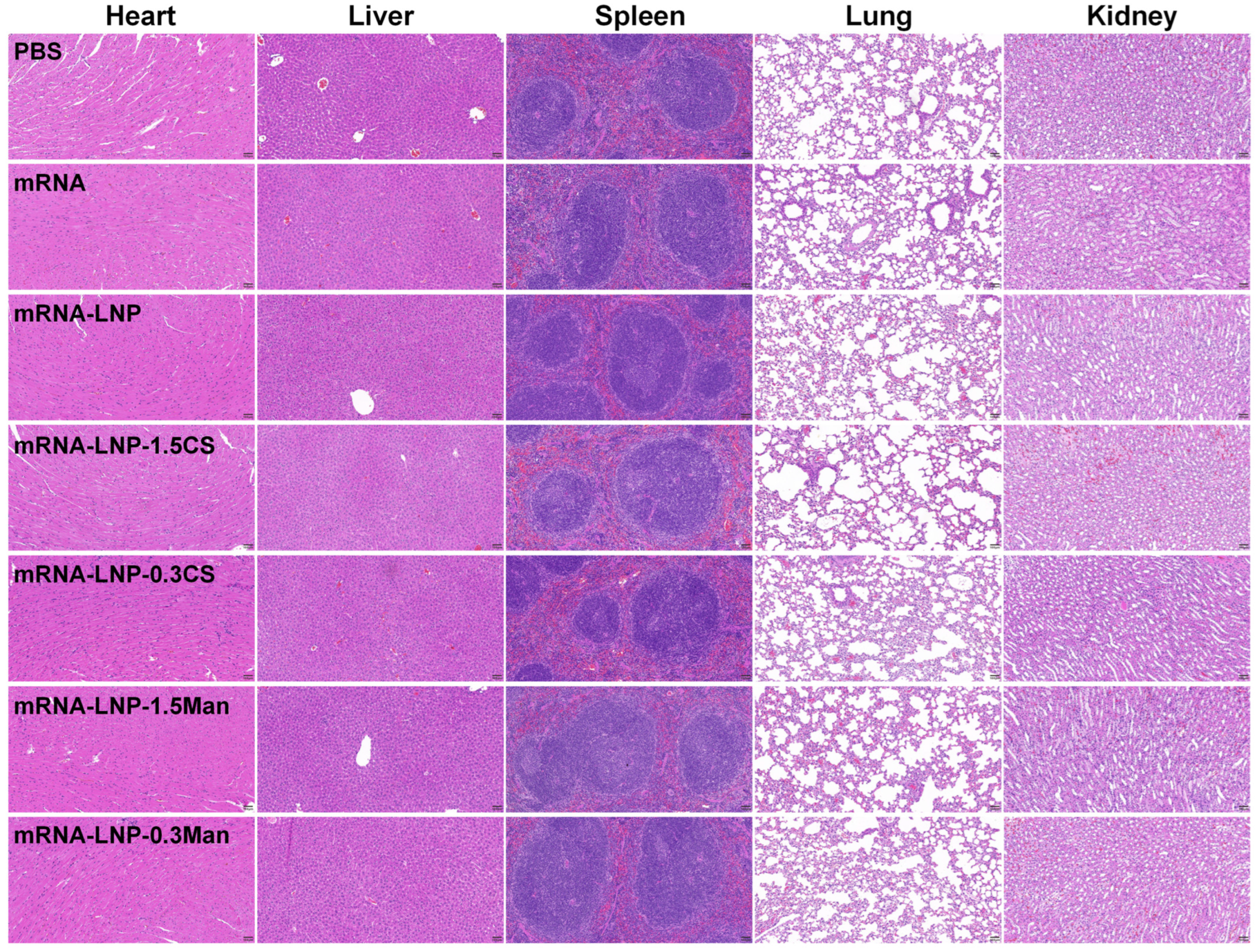 Pharmaceutics 16 01423 g006