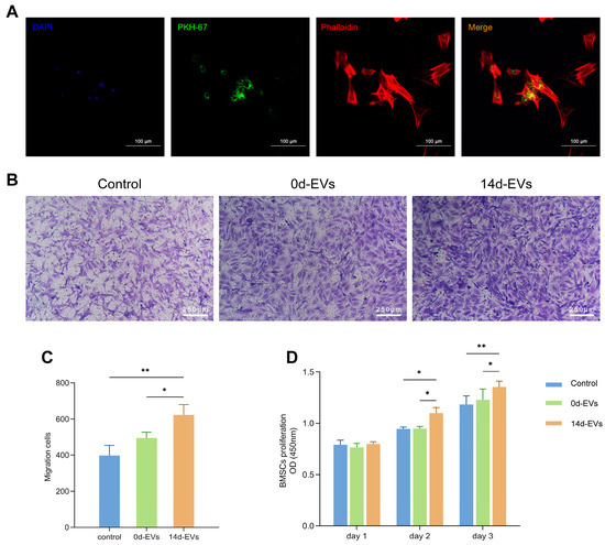 Conditioned Extracellular Vesicles Derived from Dedifferentiated