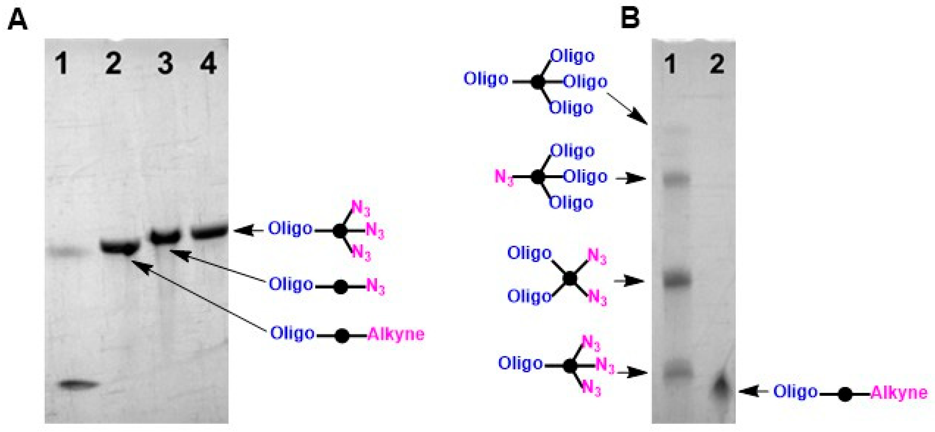 Pharmaceutics 16 01434 g002