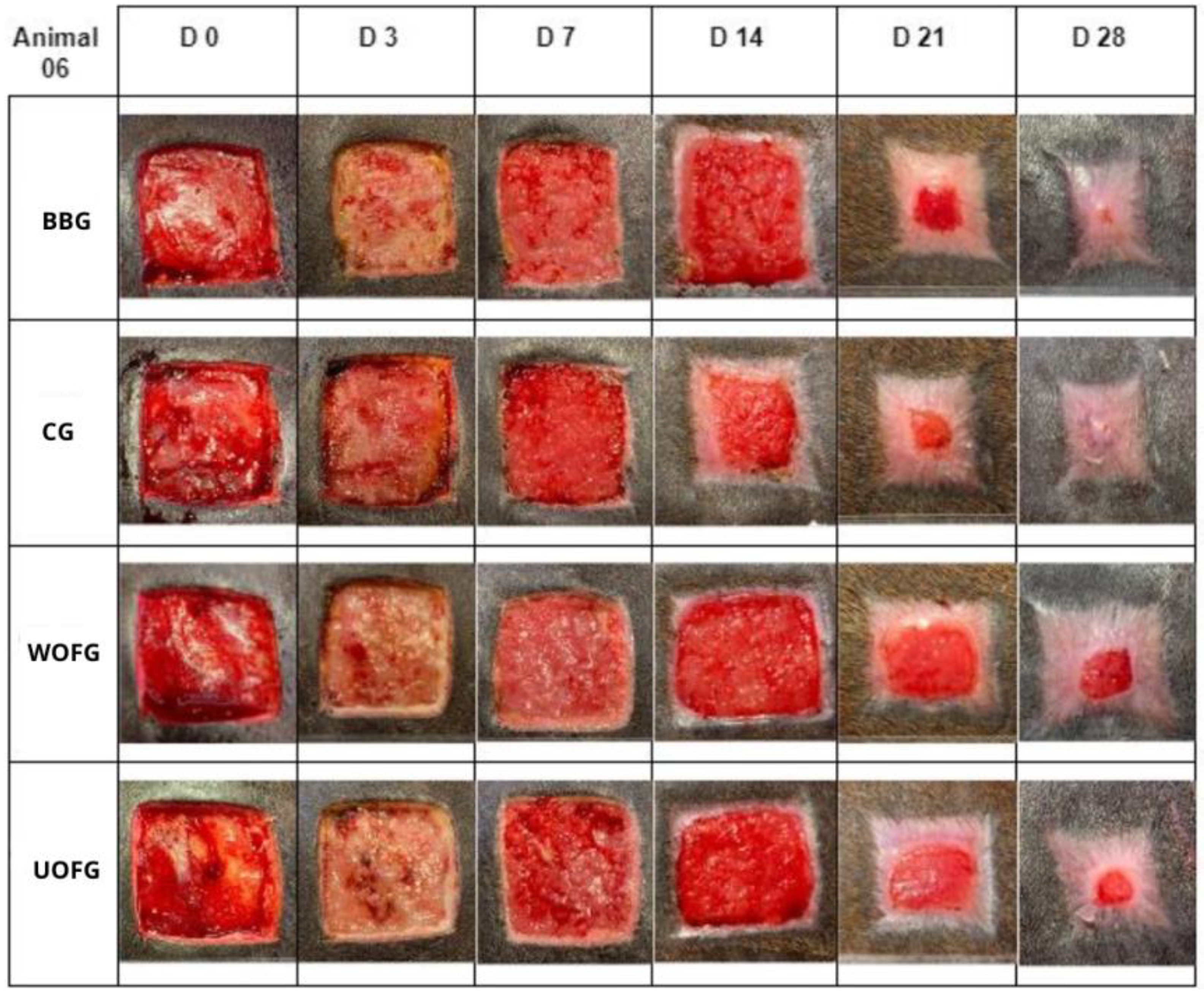 Pharmaceutics 16 01457 g003 Pharmaceutics 16 01457 g003