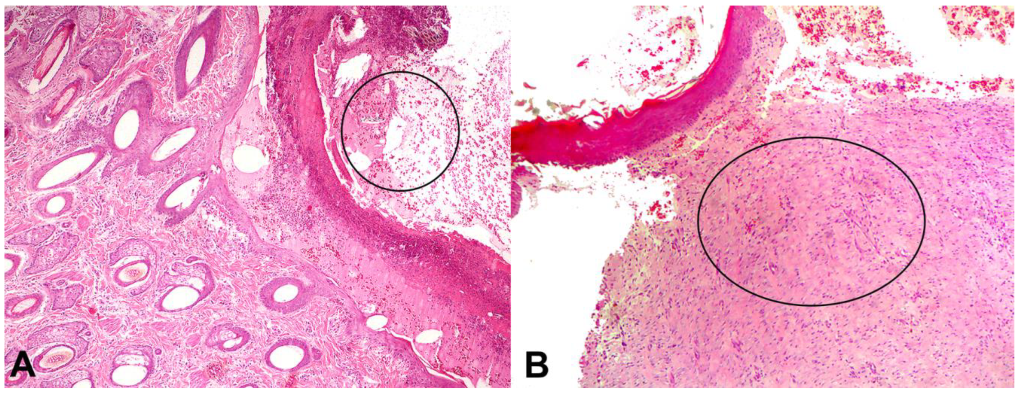 Pharmaceutics 16 01457 g006 Pharmaceutics 16 01457 g006