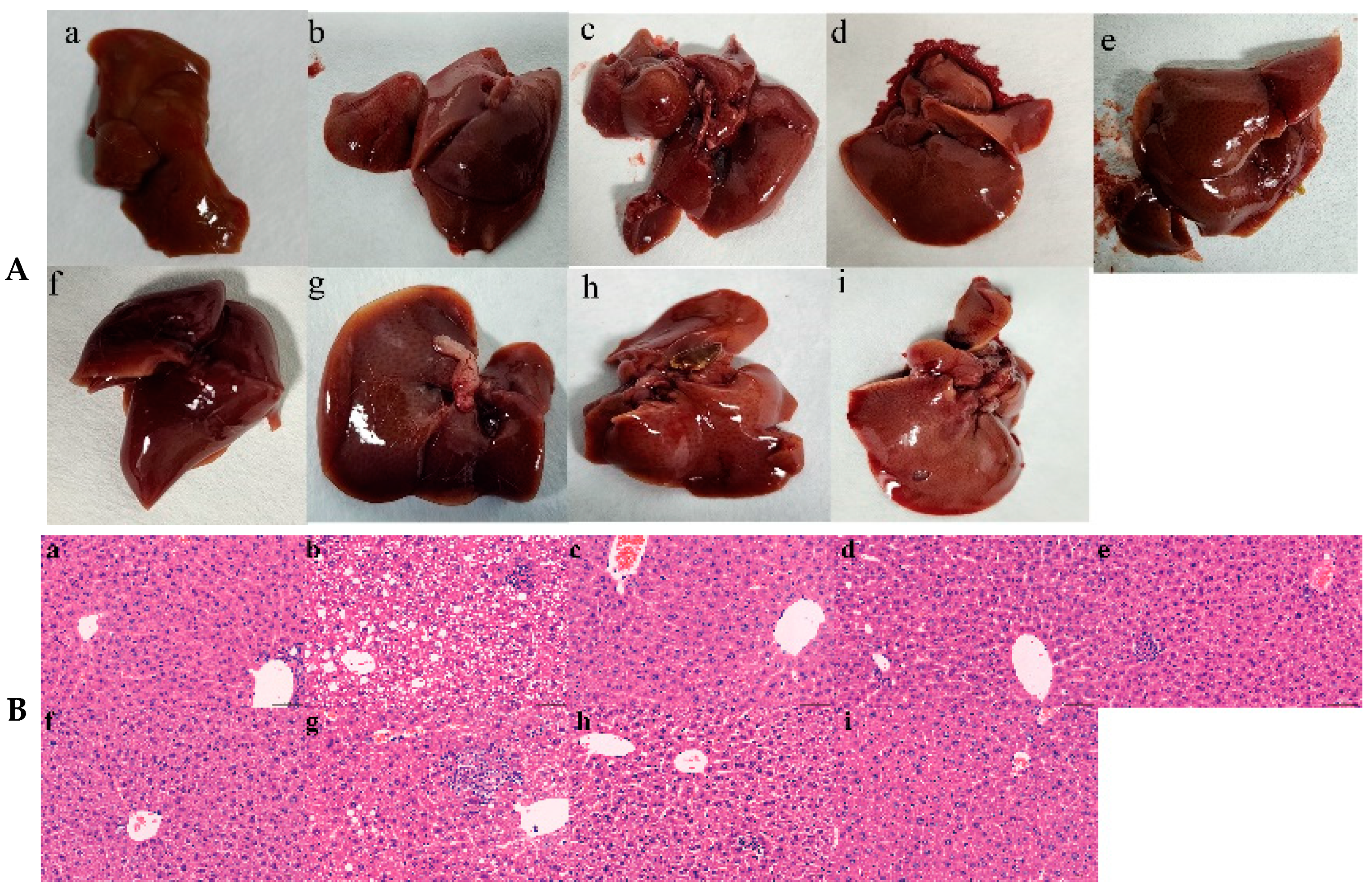 Pharmaceutics 16 01483 g005