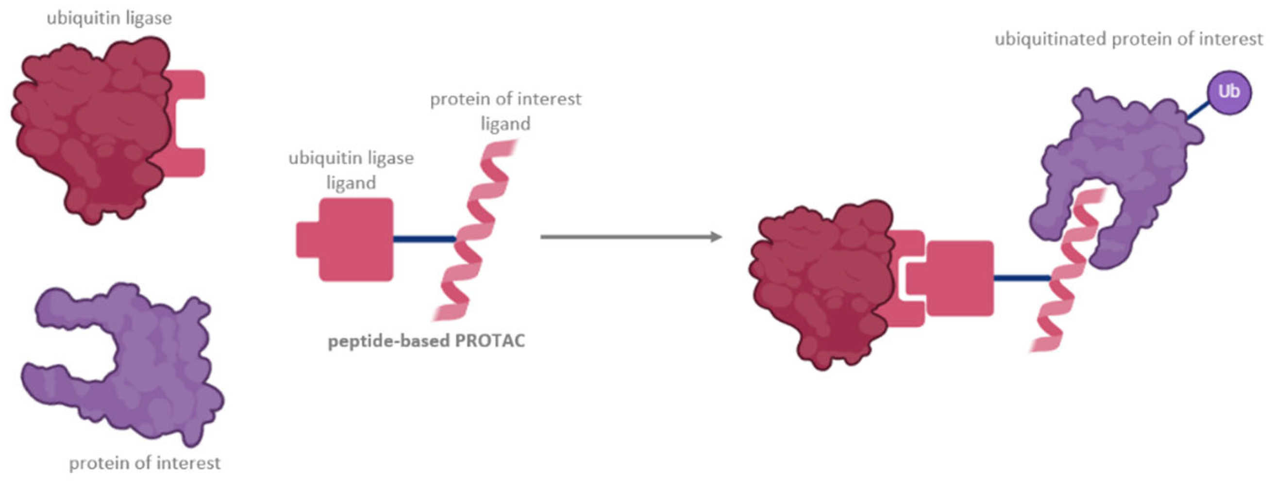 Pharmaceutics 16 01486 g001