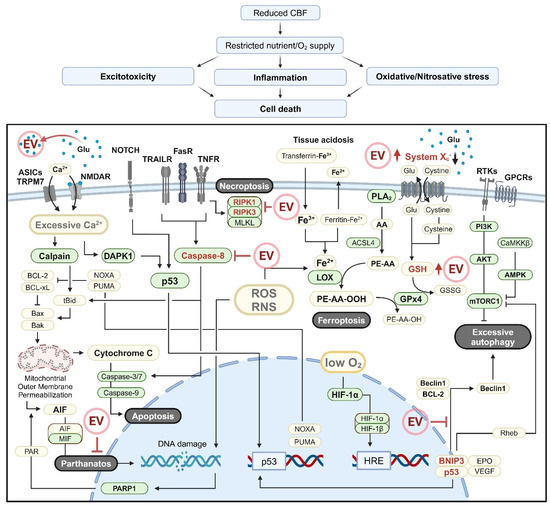 Molecular Targeting of Ischemic Stroke: The Promise of Naïve