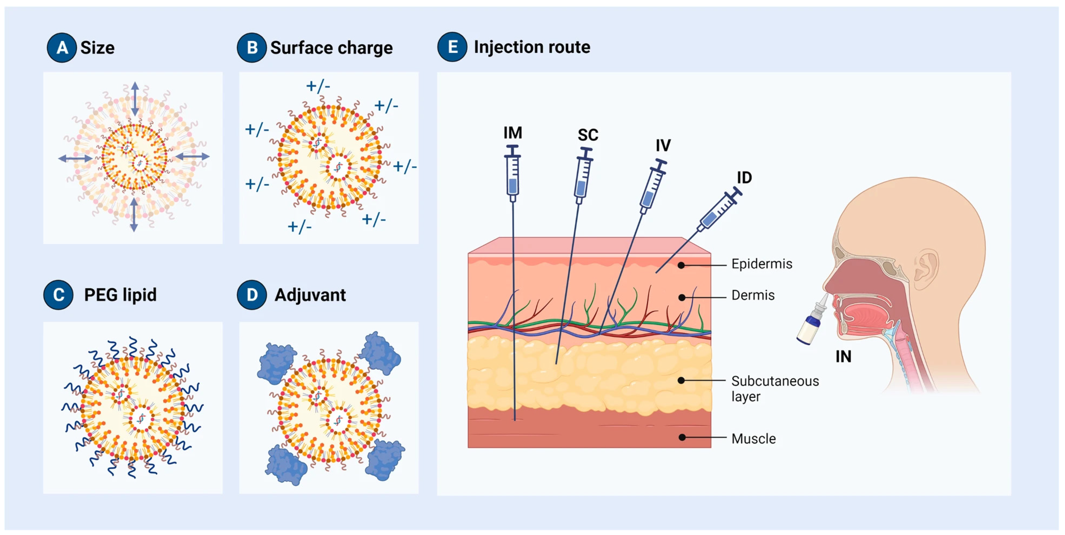 Pharmaceutics 16 01521 g001