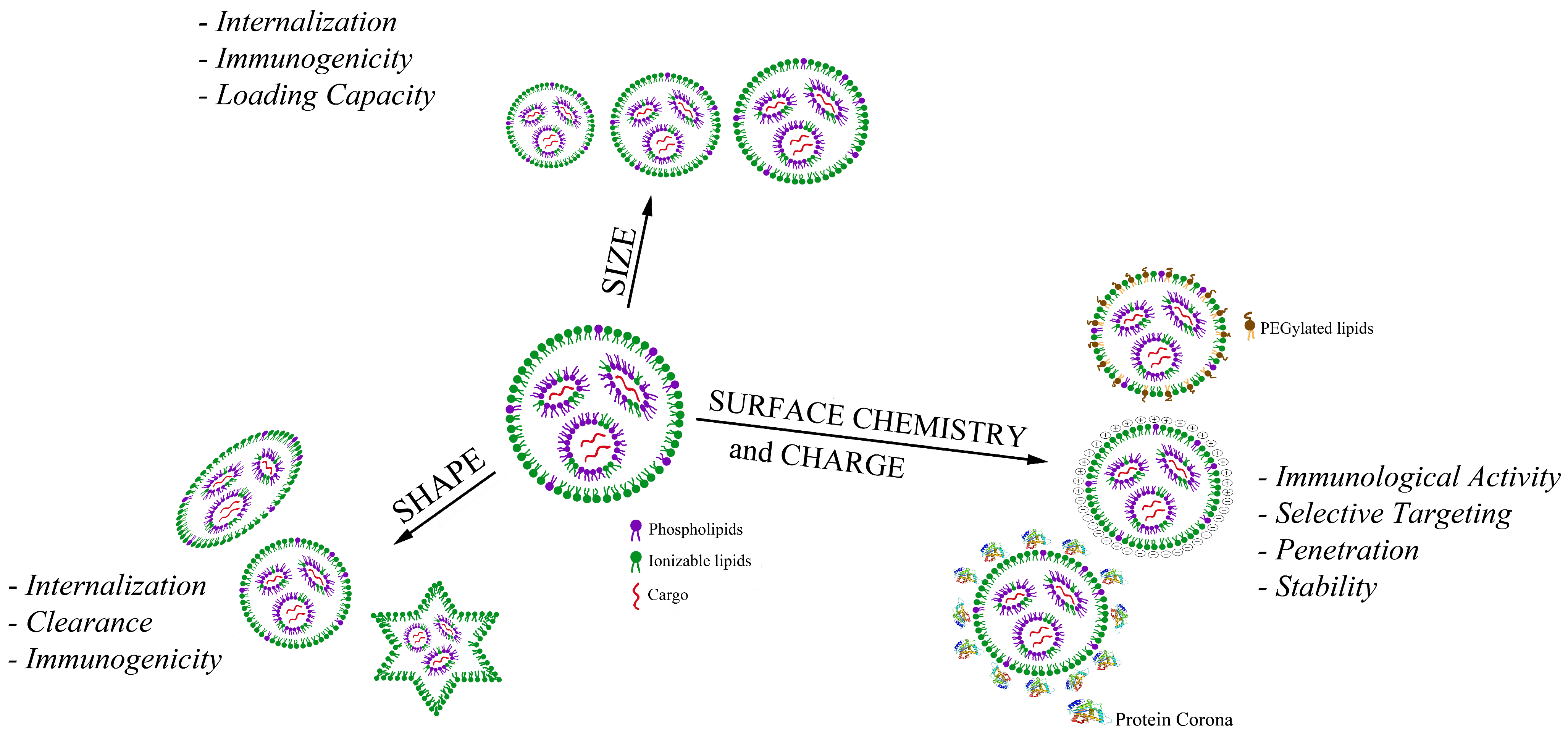 Pharmaceutics 16 01521 g003