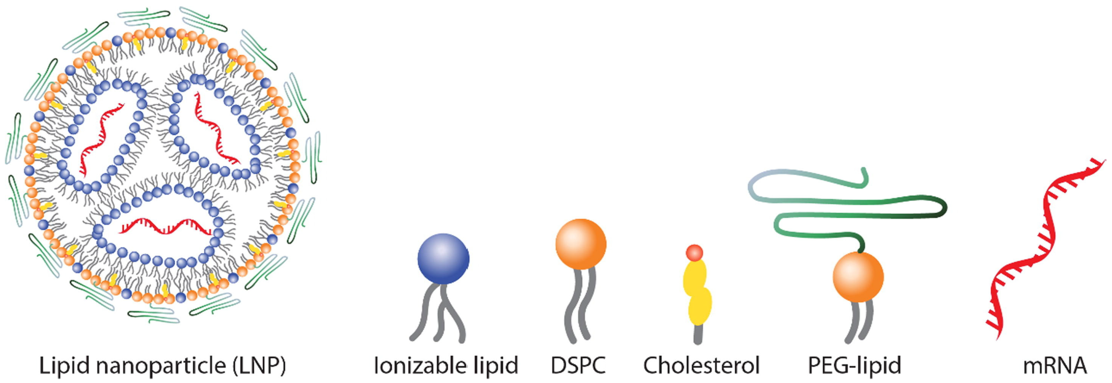 Pharmaceutics 16 01521 g004