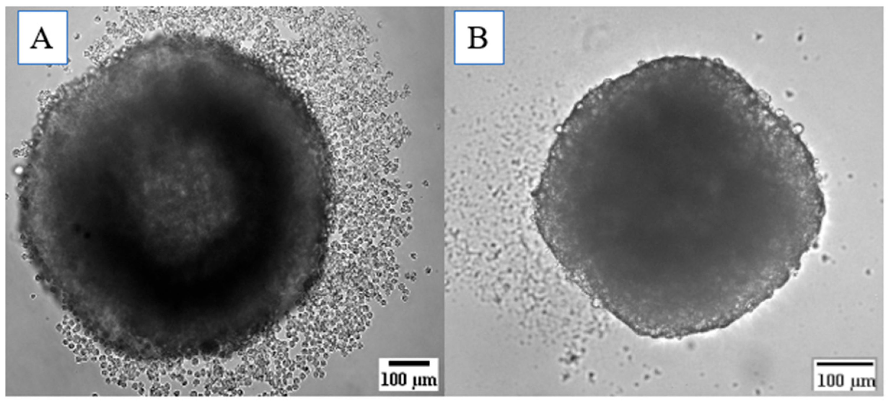 Pharmaceutics 16 01523 g003
