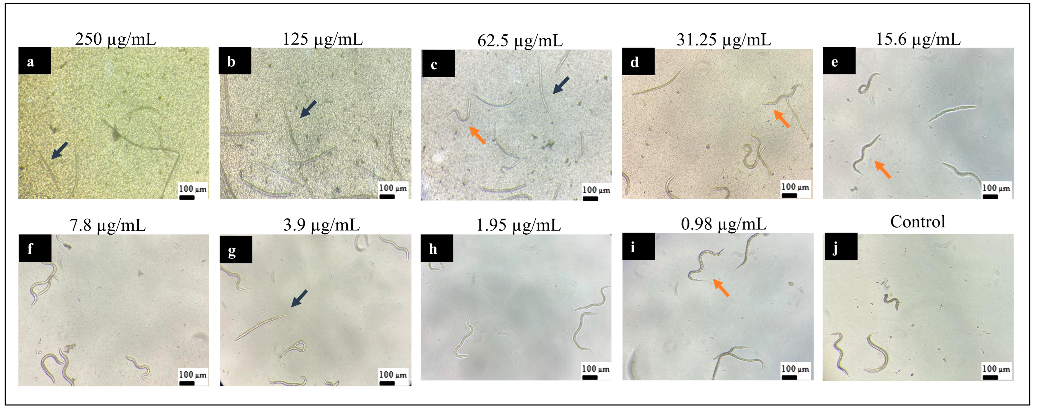 Pharmaceutics 16 01523 g007