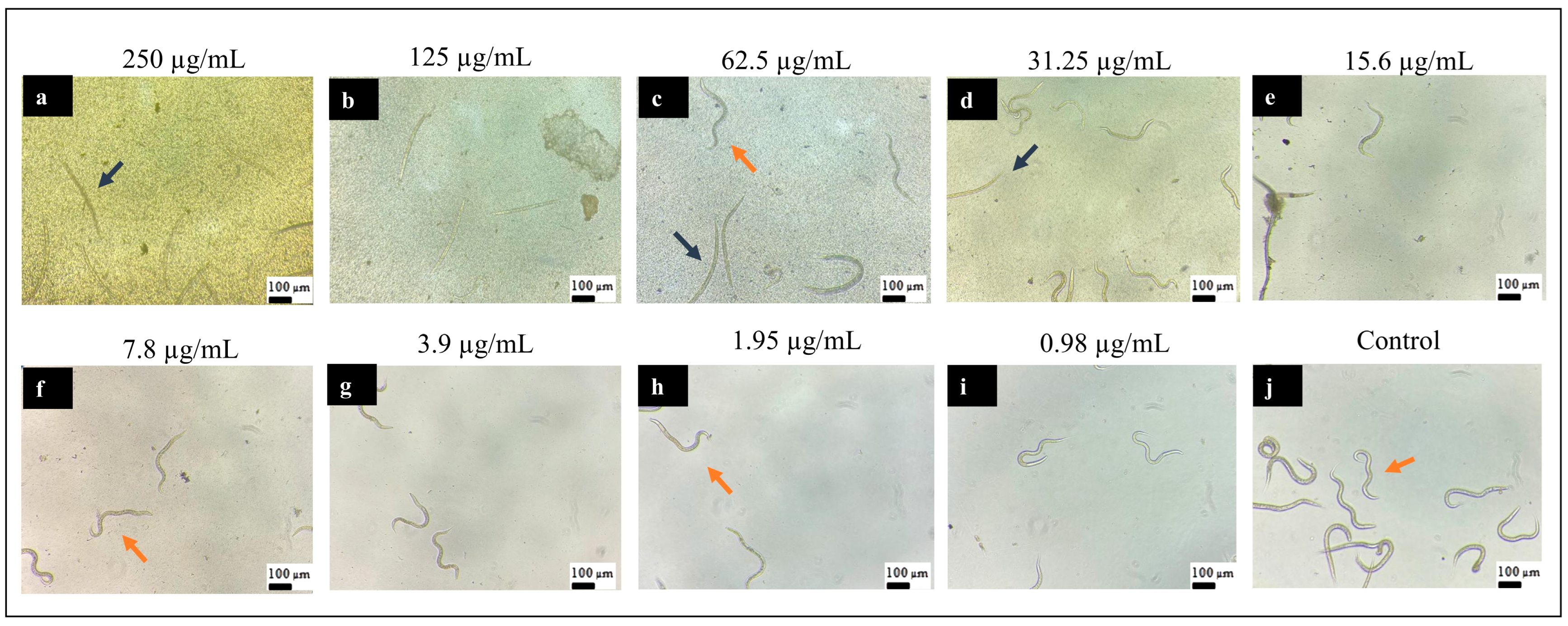 Pharmaceutics 16 01523 g008