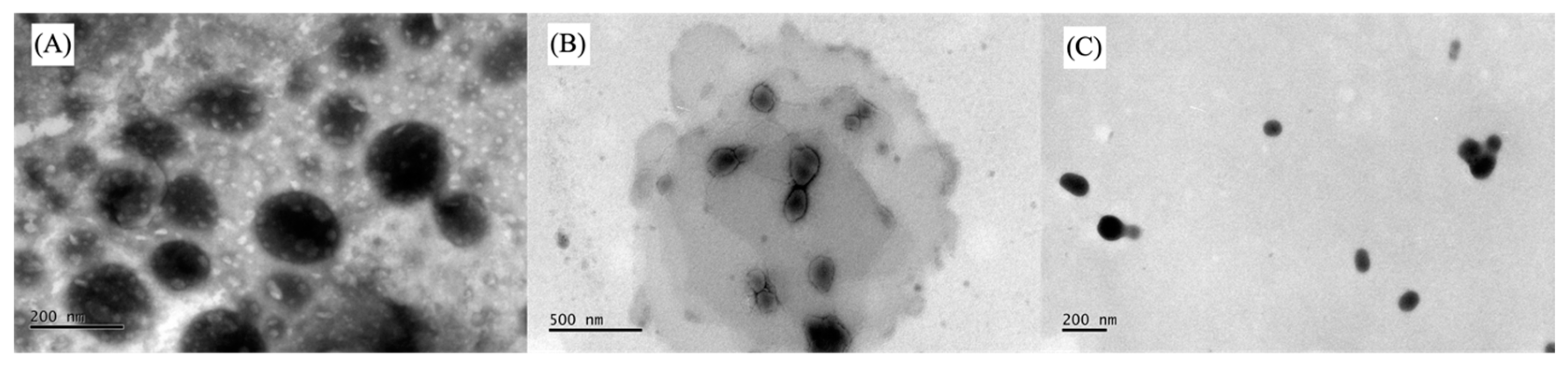 Pharmaceutics 16 01524 g001