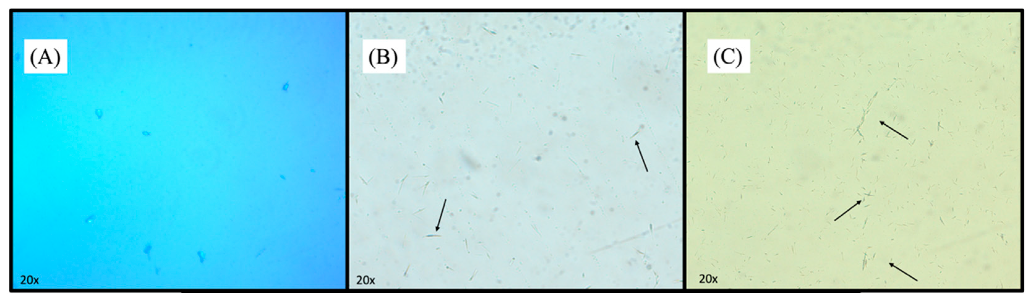 Pharmaceutics 16 01524 g002