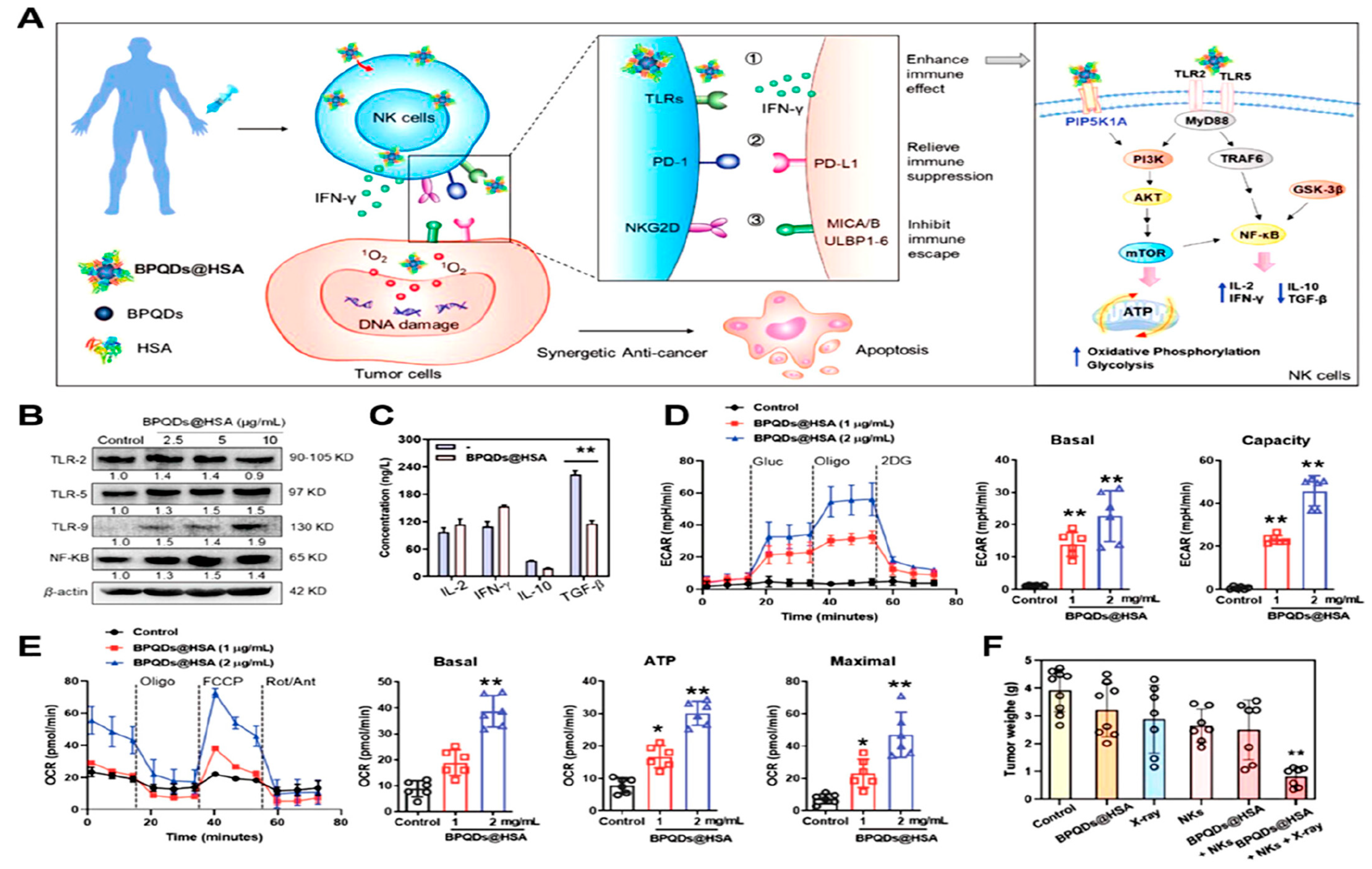 Pharmaceutics 16 01527 g011