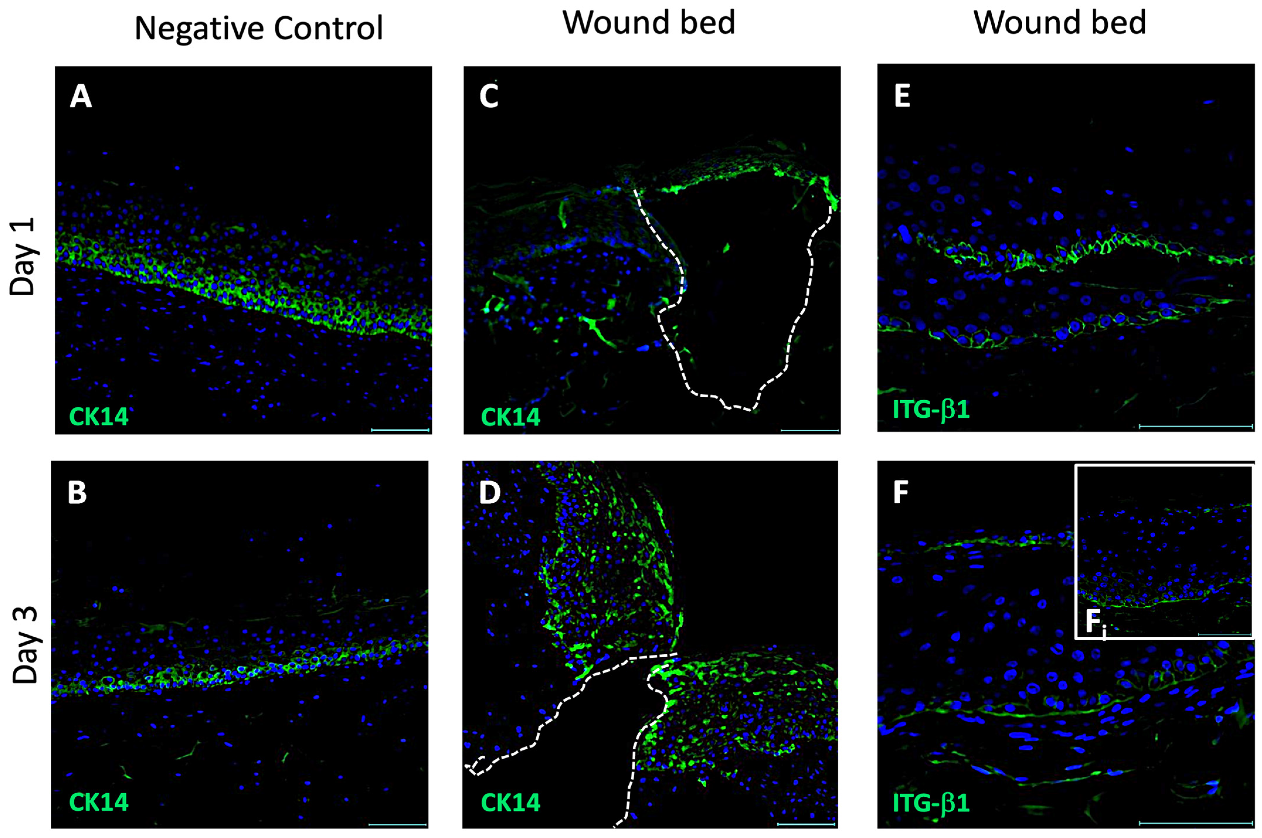 Pharmaceutics 16 01539 g002 Pharmaceutics 16 01539 g002