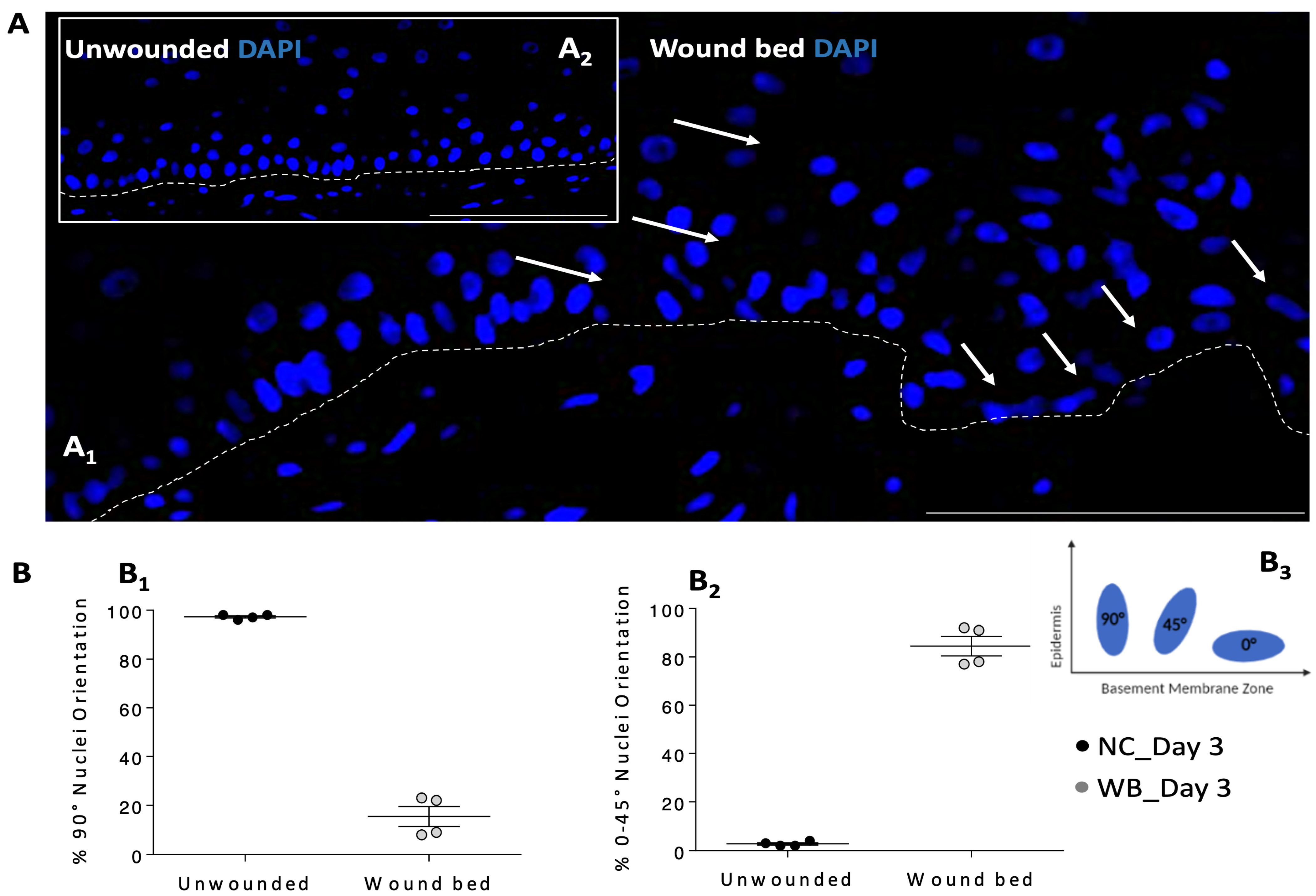 Pharmaceutics 16 01539 g003 Pharmaceutics 16 01539 g003