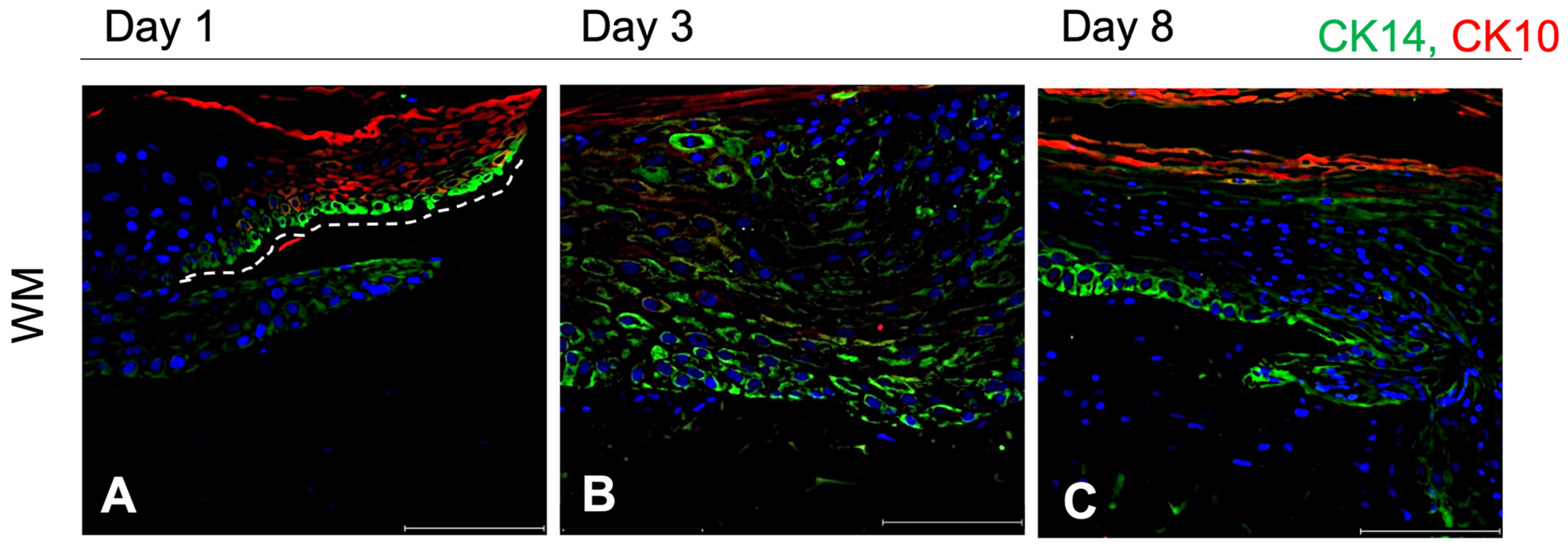Pharmaceutics 16 01539 g005 Pharmaceutics 16 01539 g005