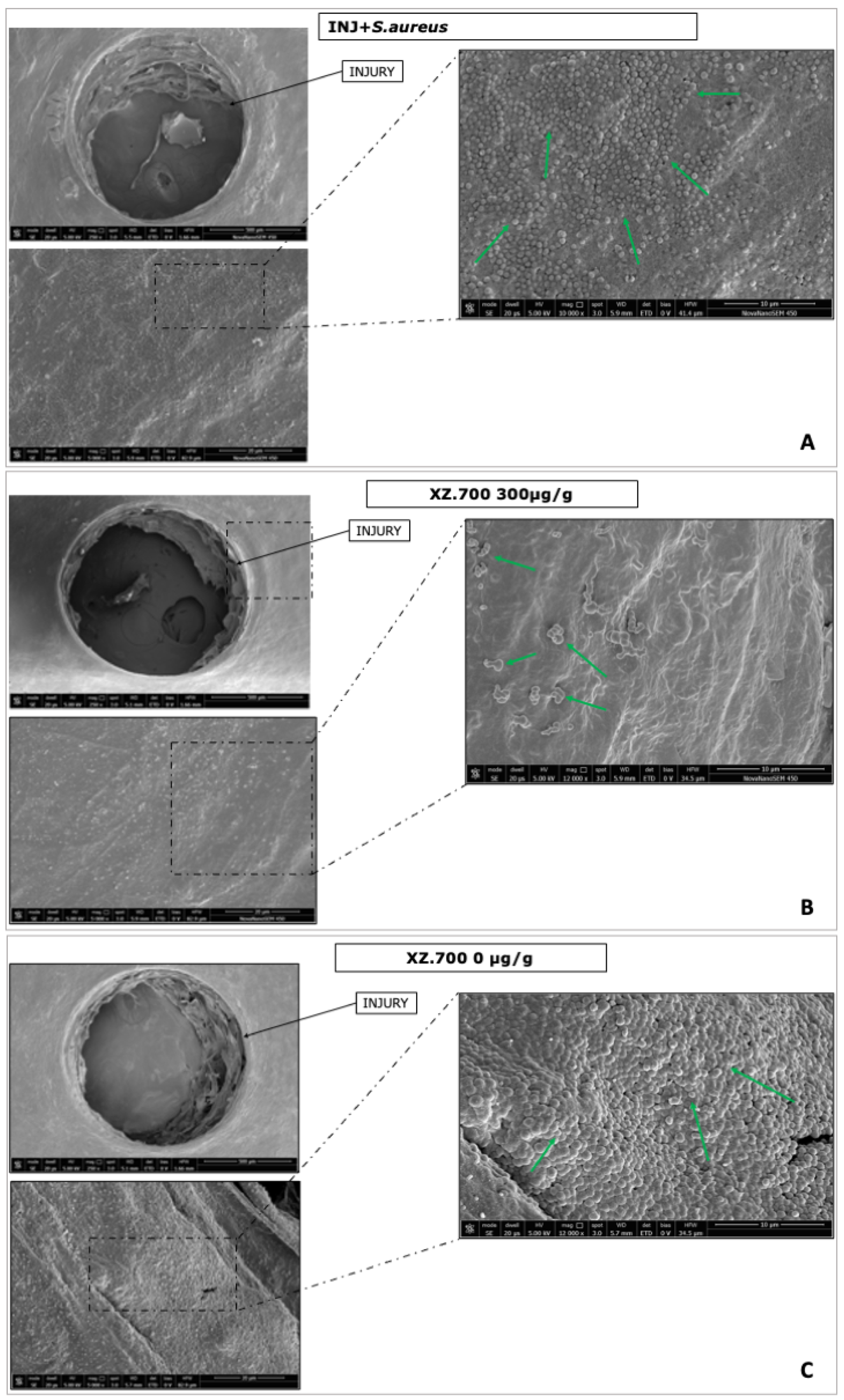 Pharmaceutics 16 01539 g011 Pharmaceutics 16 01539 g011