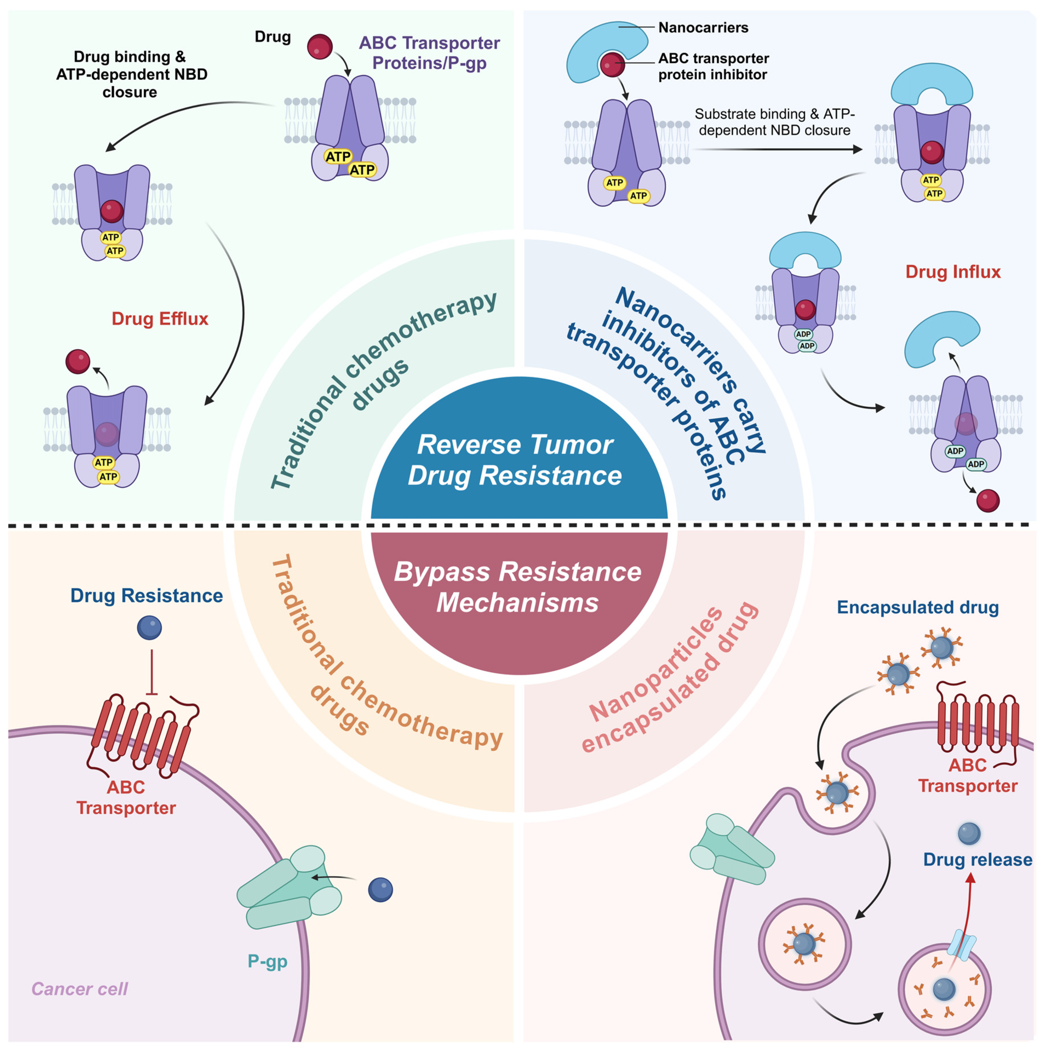 Pharmaceutics 16 01549 g005