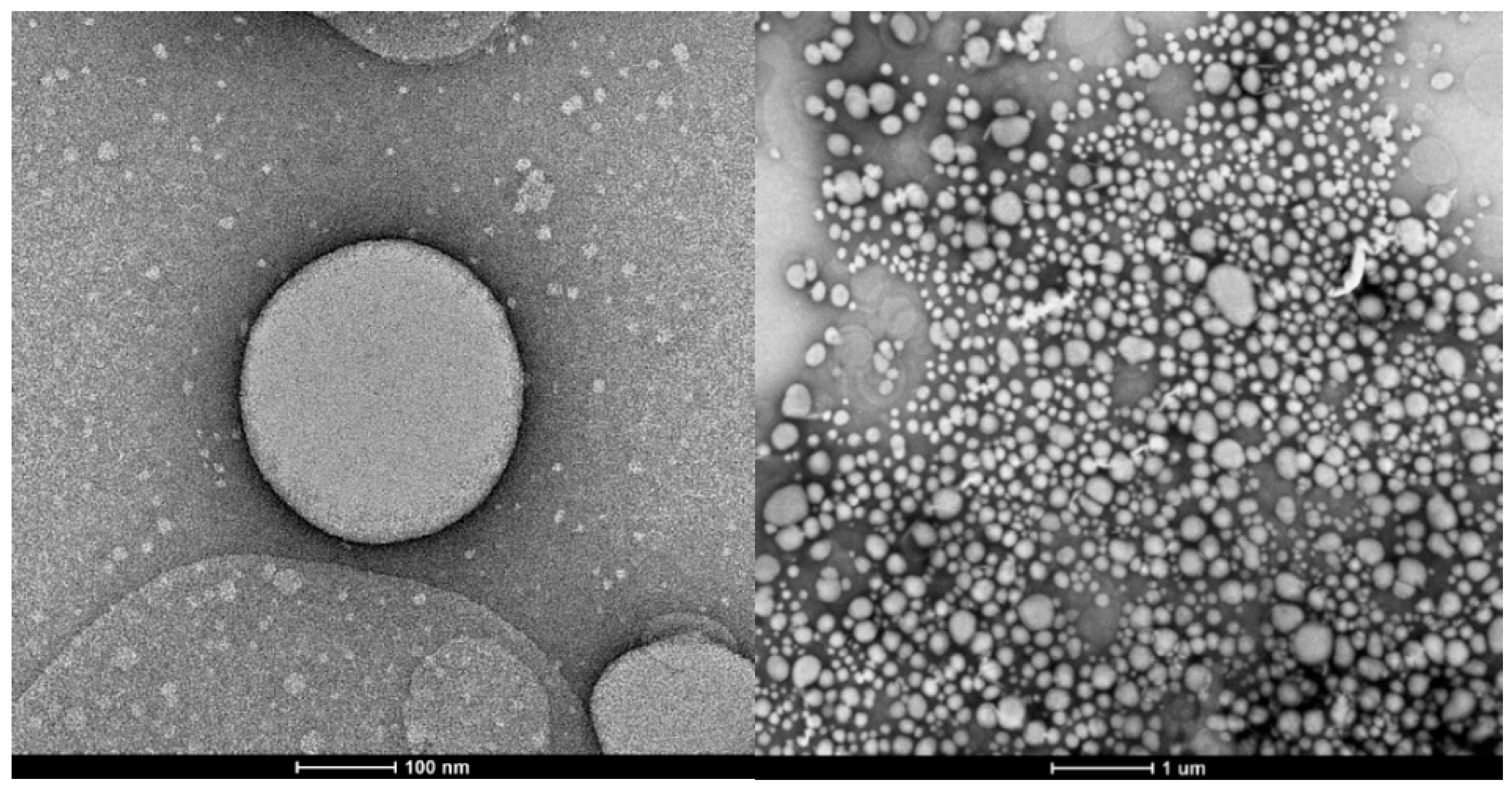 Pharmaceutics 16 01560 g002