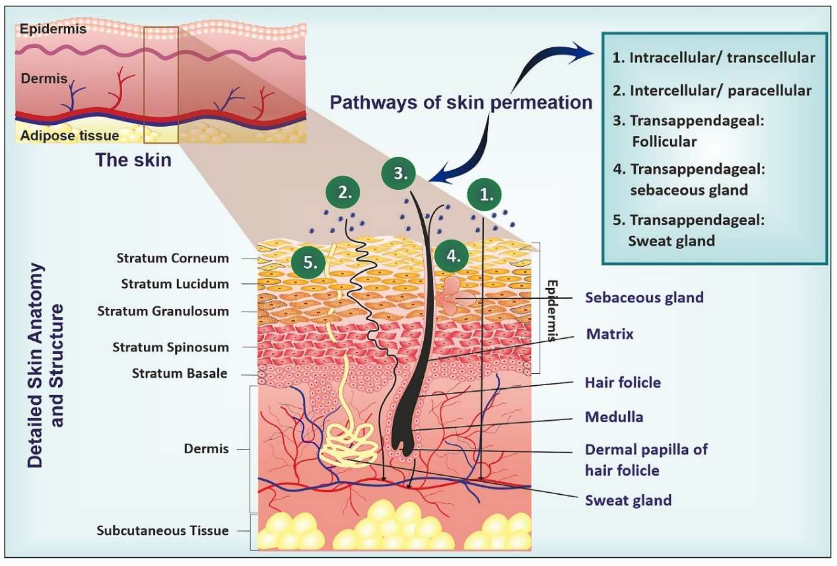Pharmaceutics 16 01561 g001 Pharmaceutics 16 01561 g001