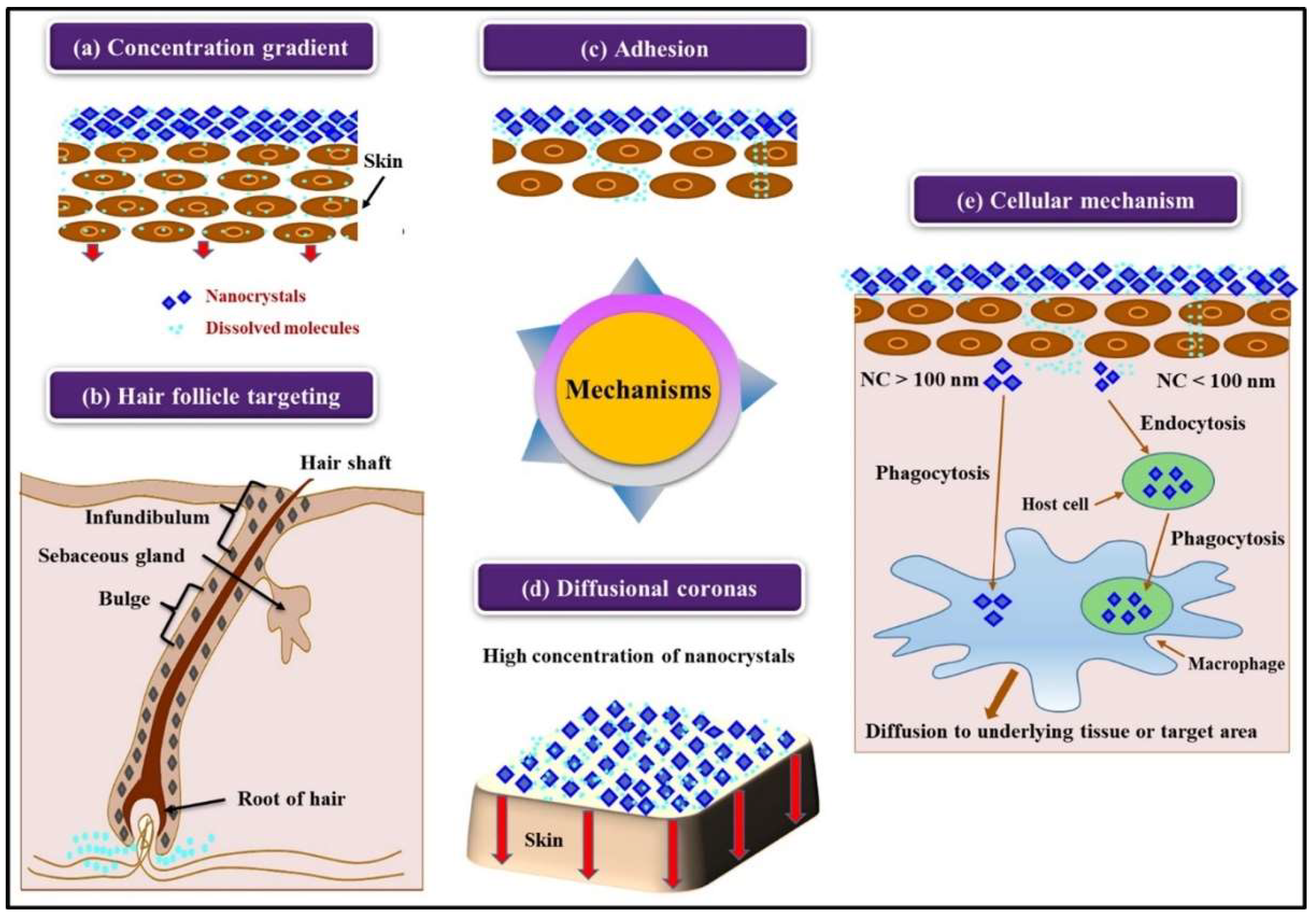 Pharmaceutics 16 01561 g002 Pharmaceutics 16 01561 g002