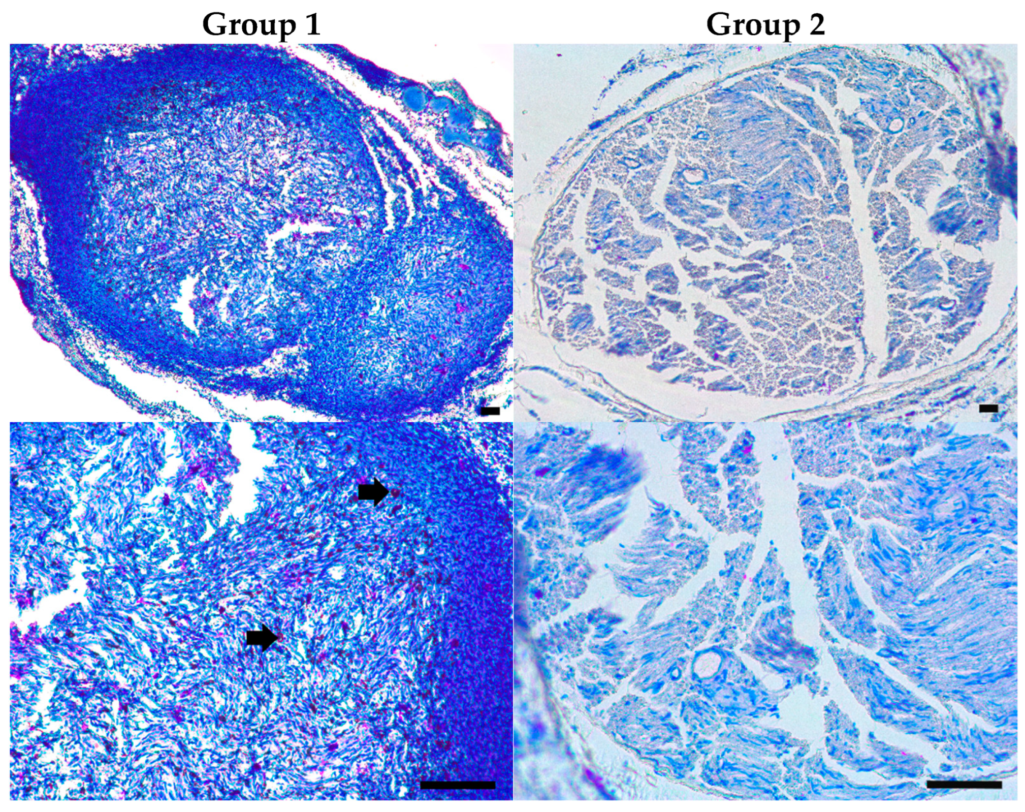 Pharmaceutics 16 01569 g010