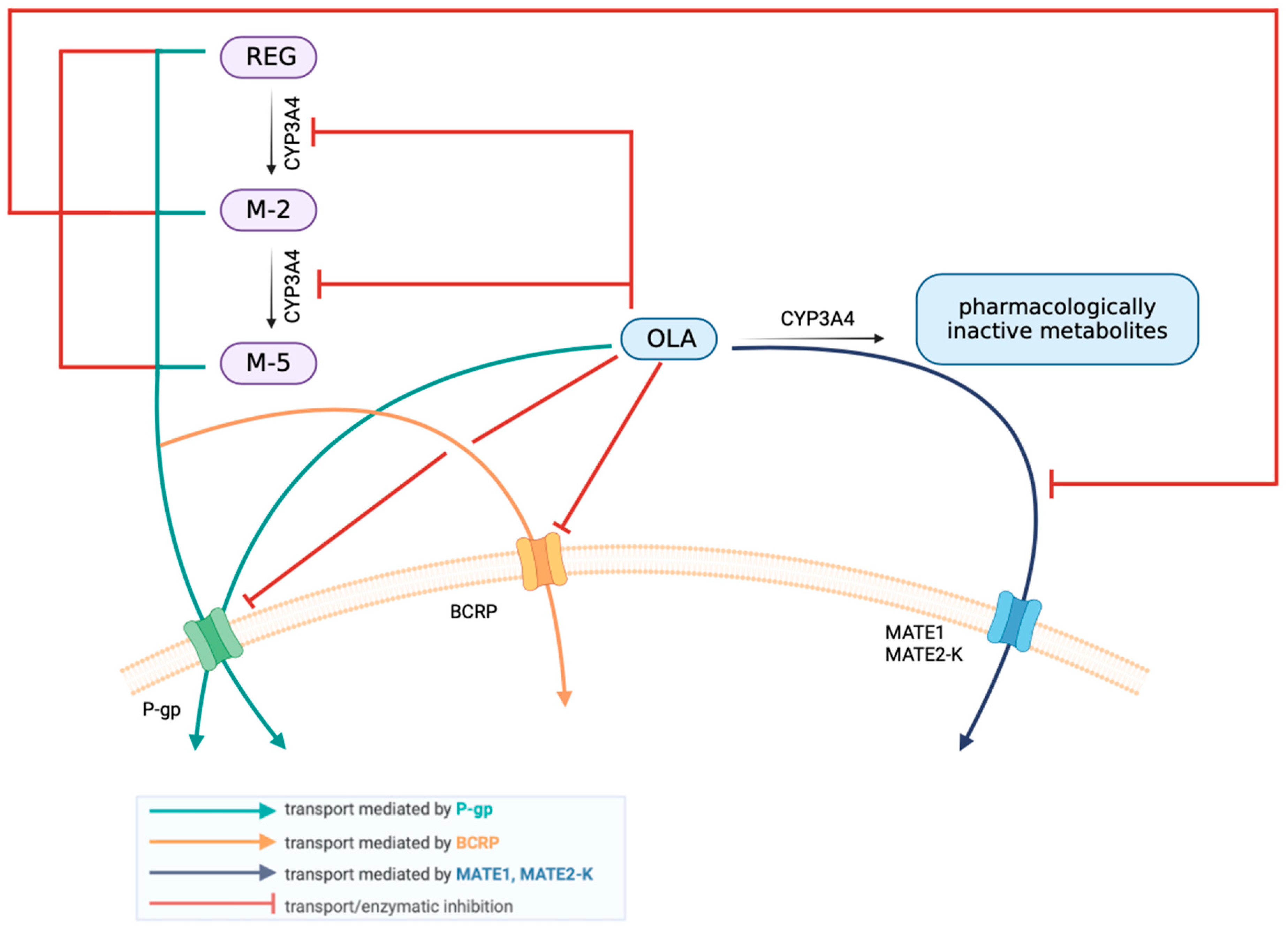 Pharmaceutics 16 01575 g001