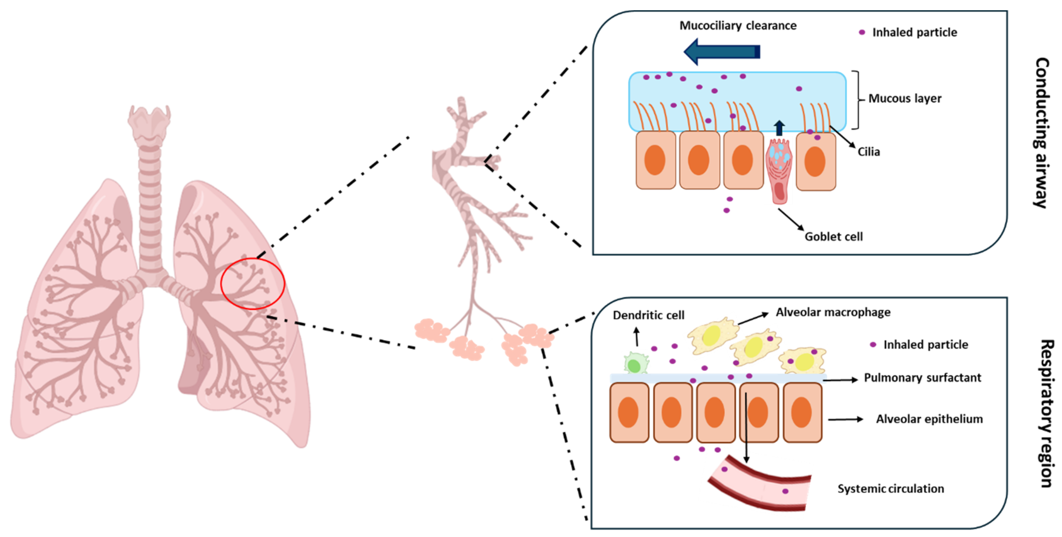 Pharmaceutics 16 01584 g001