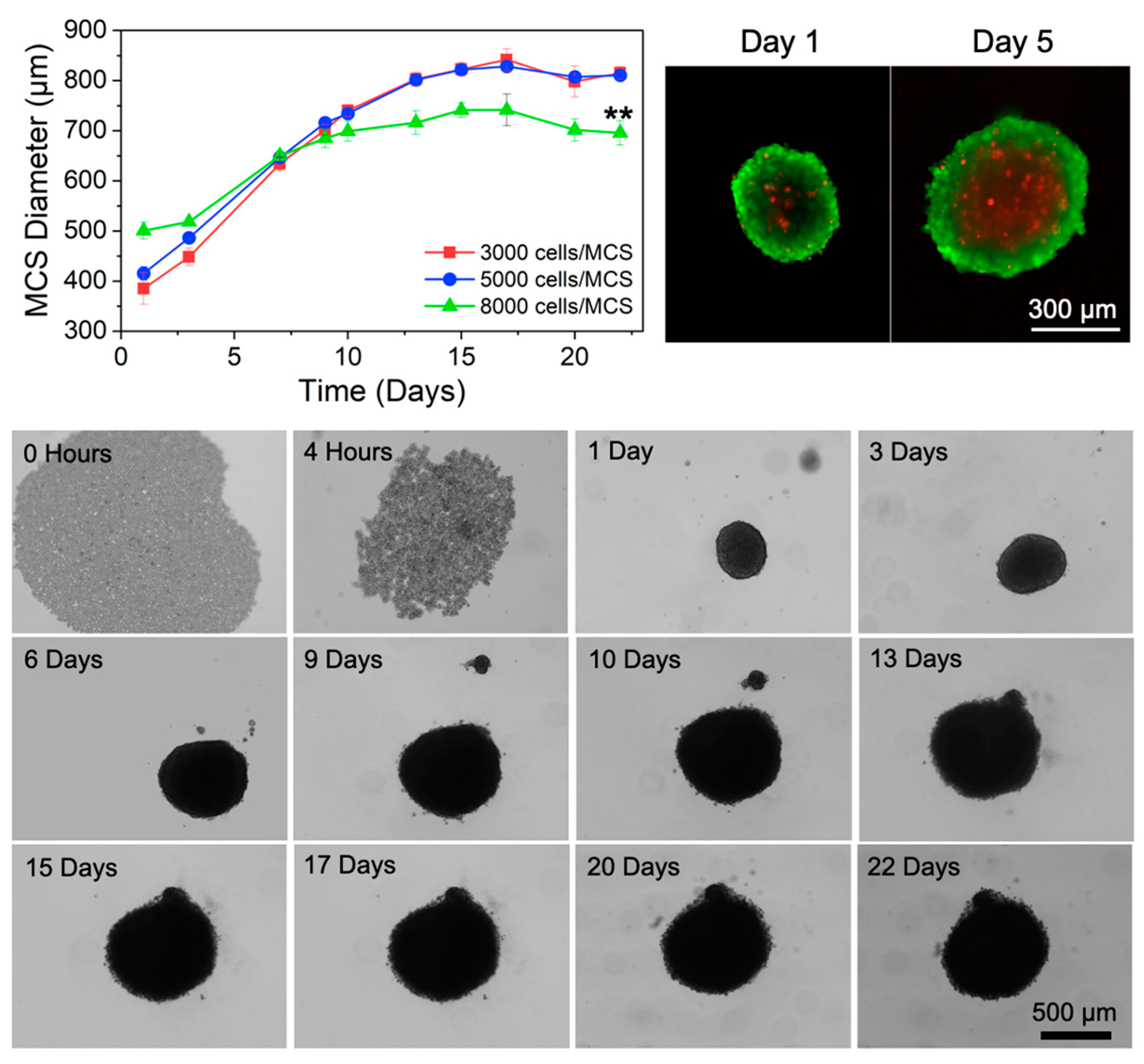 Pharmaceutics 16 01588 g003