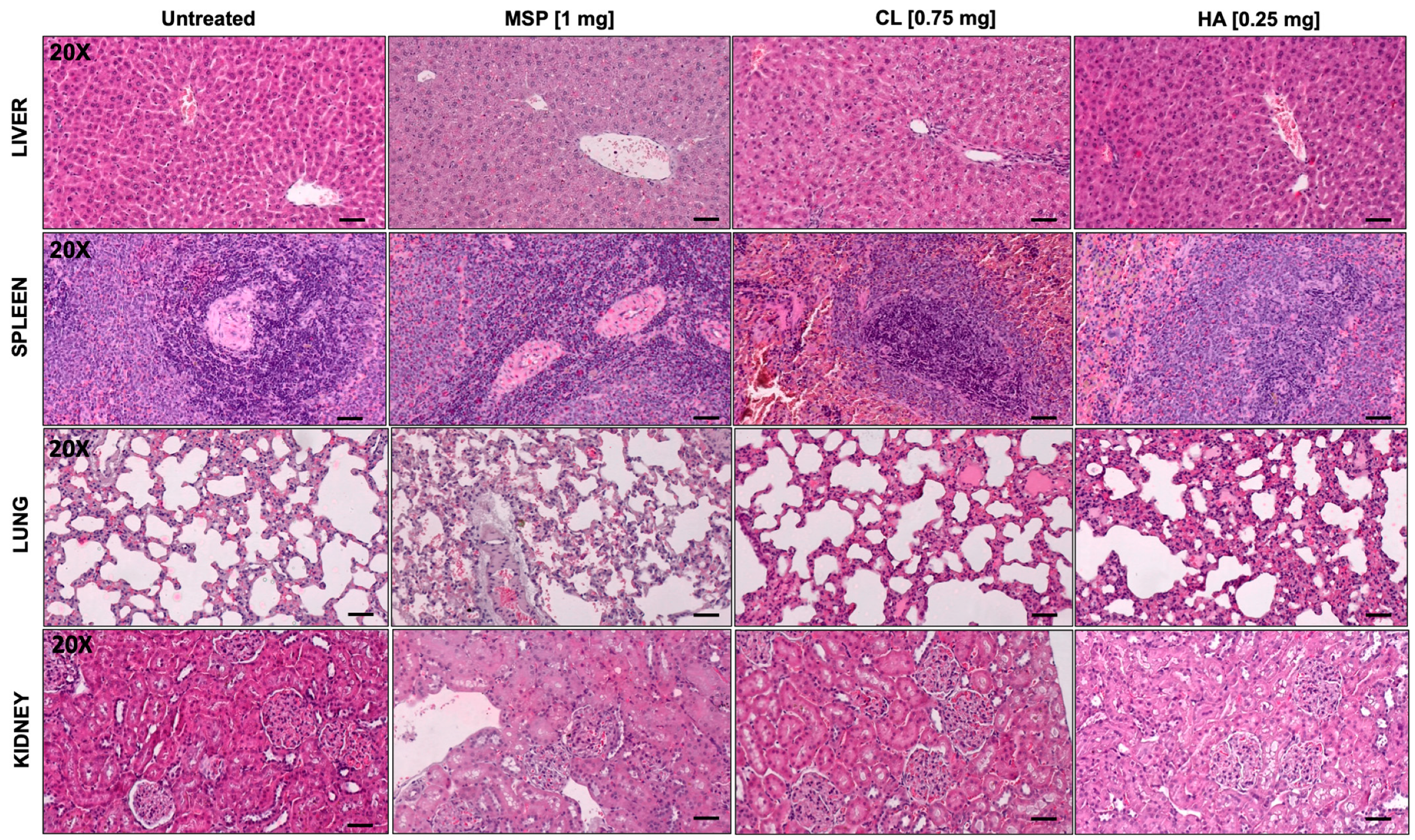 Pharmaceutics 16 01593 g007 Pharmaceutics 16 01593 g007