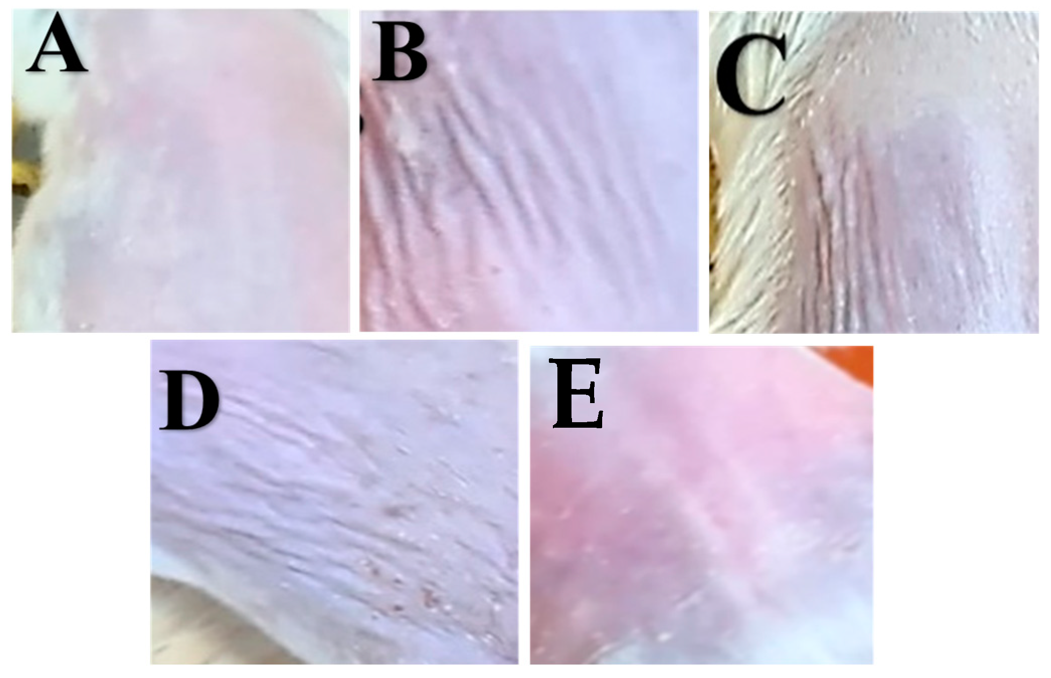 Pharmaceutics 16 01598 g009
