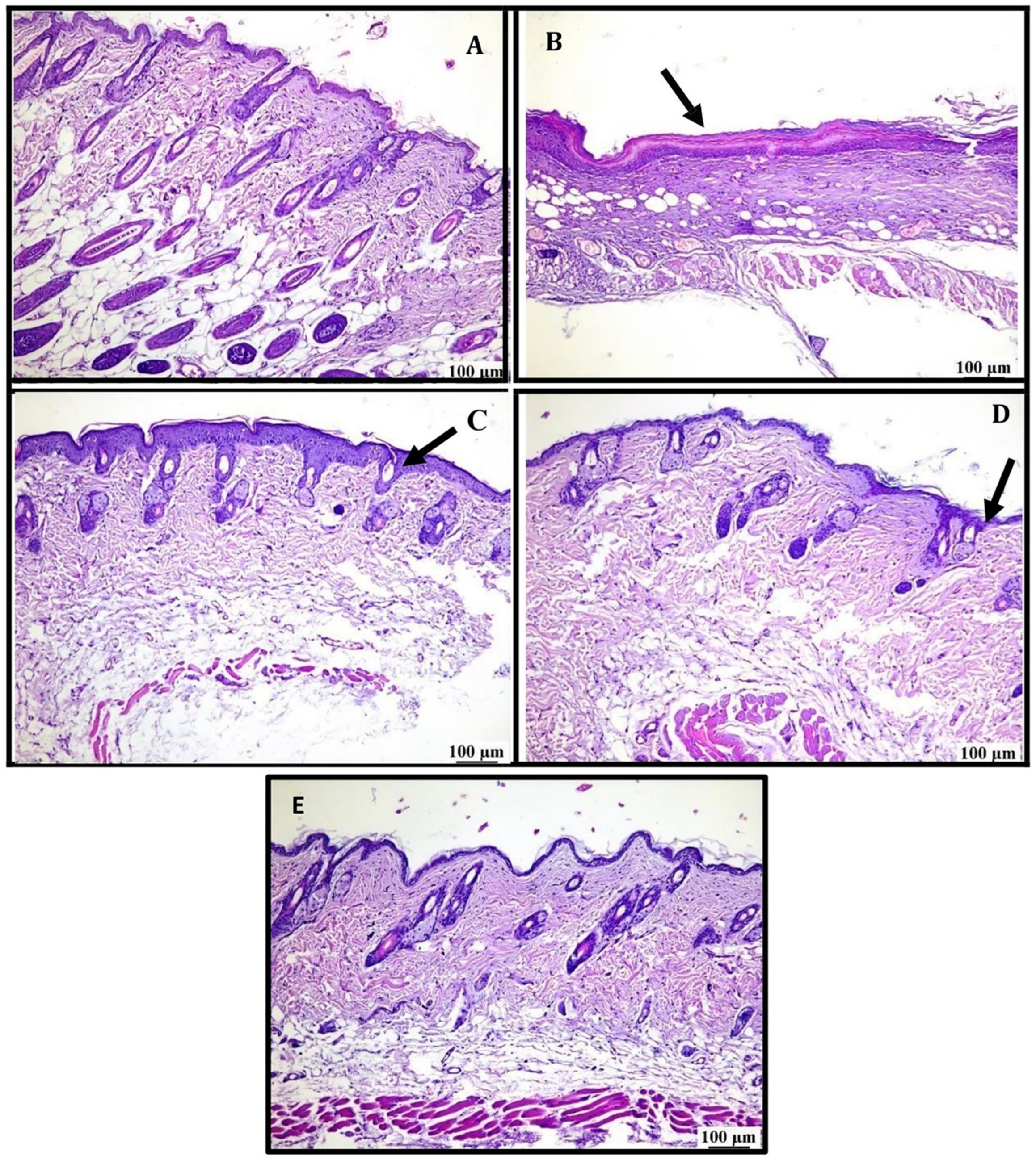 Pharmaceutics 16 01598 g010