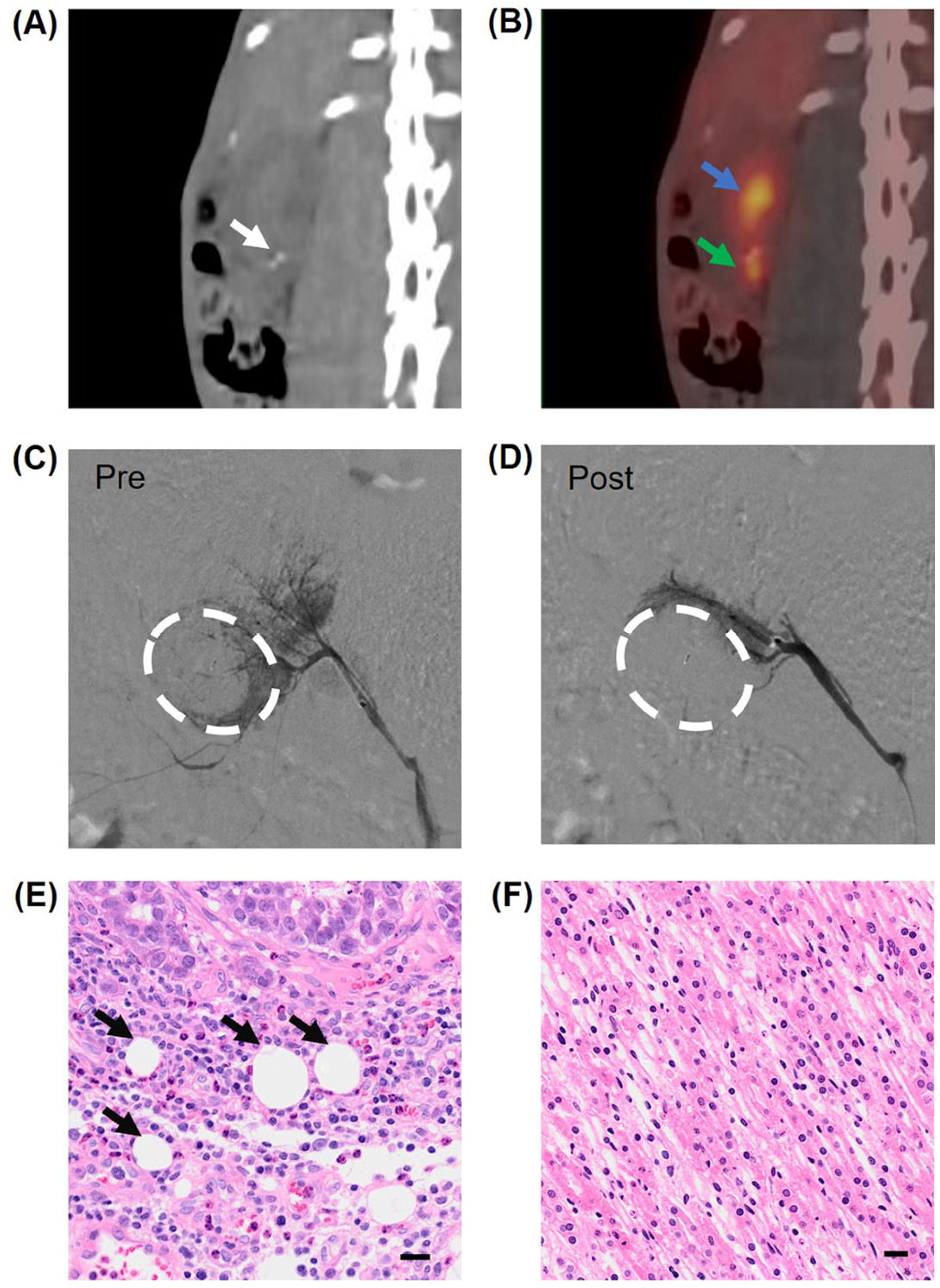 Pharmaceutics 16 01609 g004