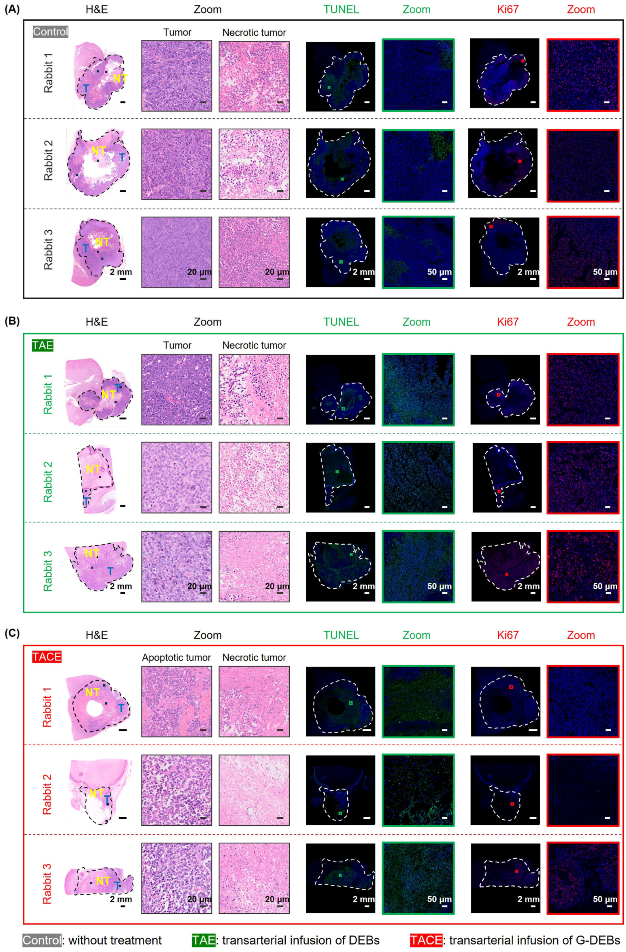 Pharmaceutics 16 01609 g006