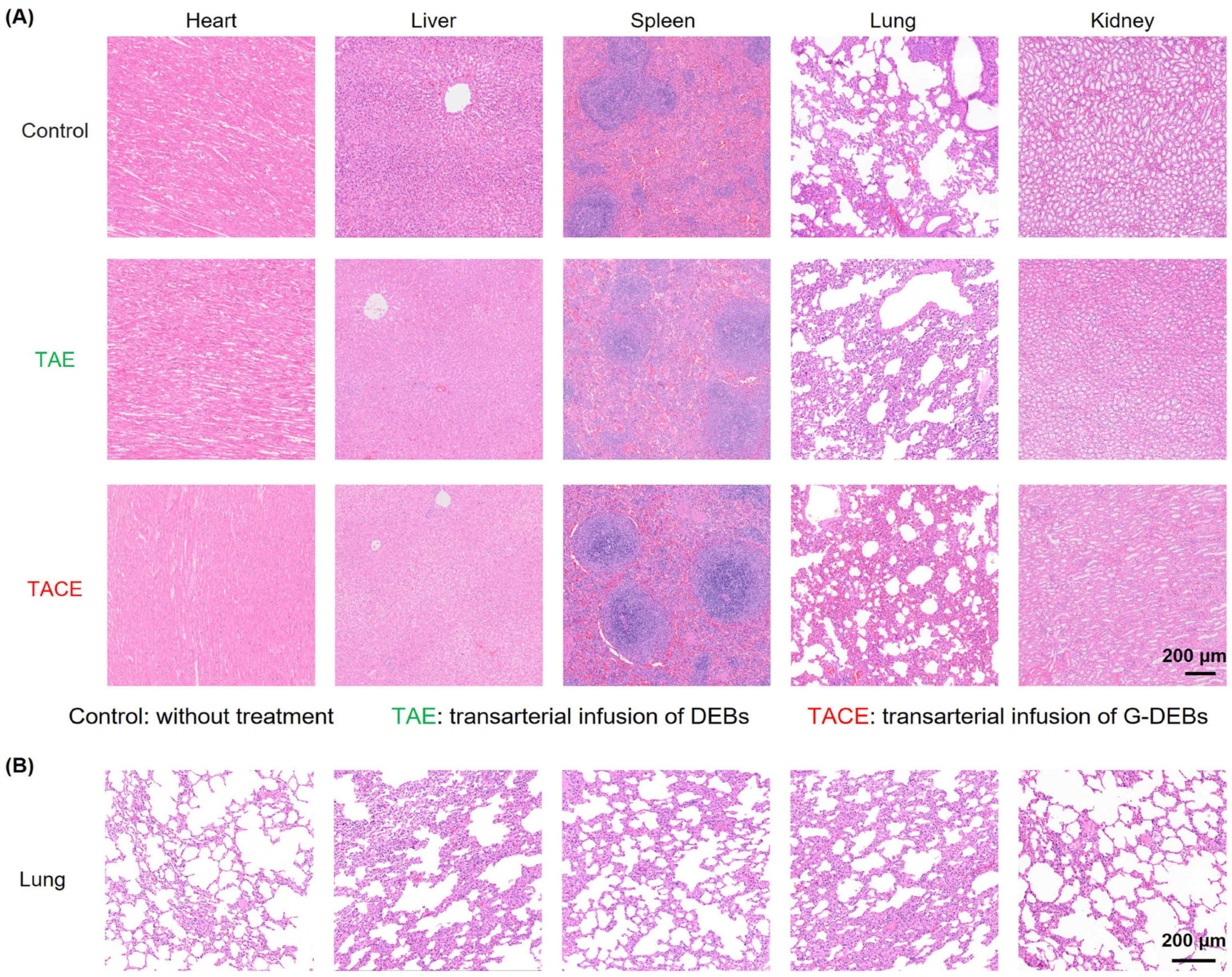 Pharmaceutics 16 01609 g007