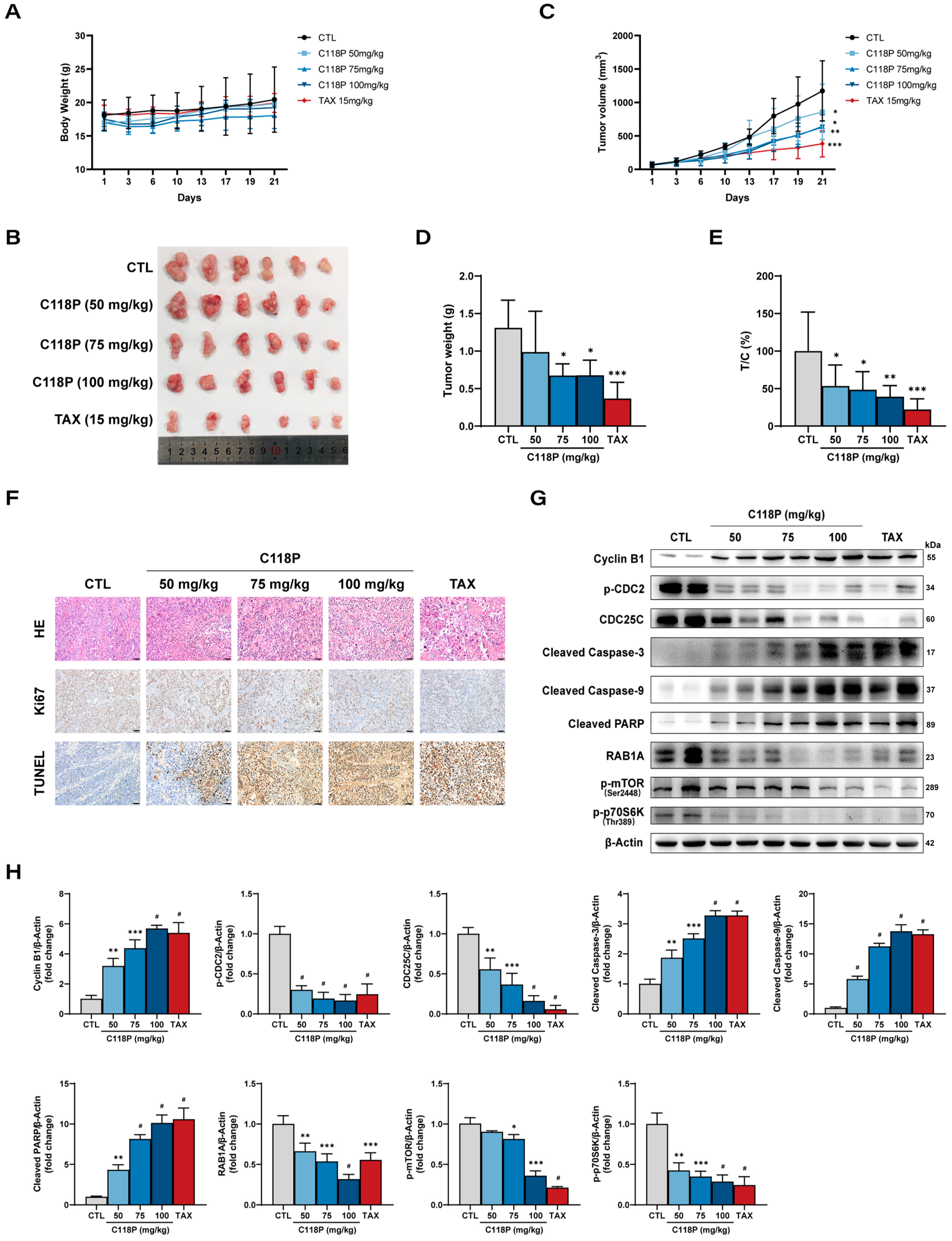 Pharmaceutics 16 01620 g008 Pharmaceutics 16 01620 g008