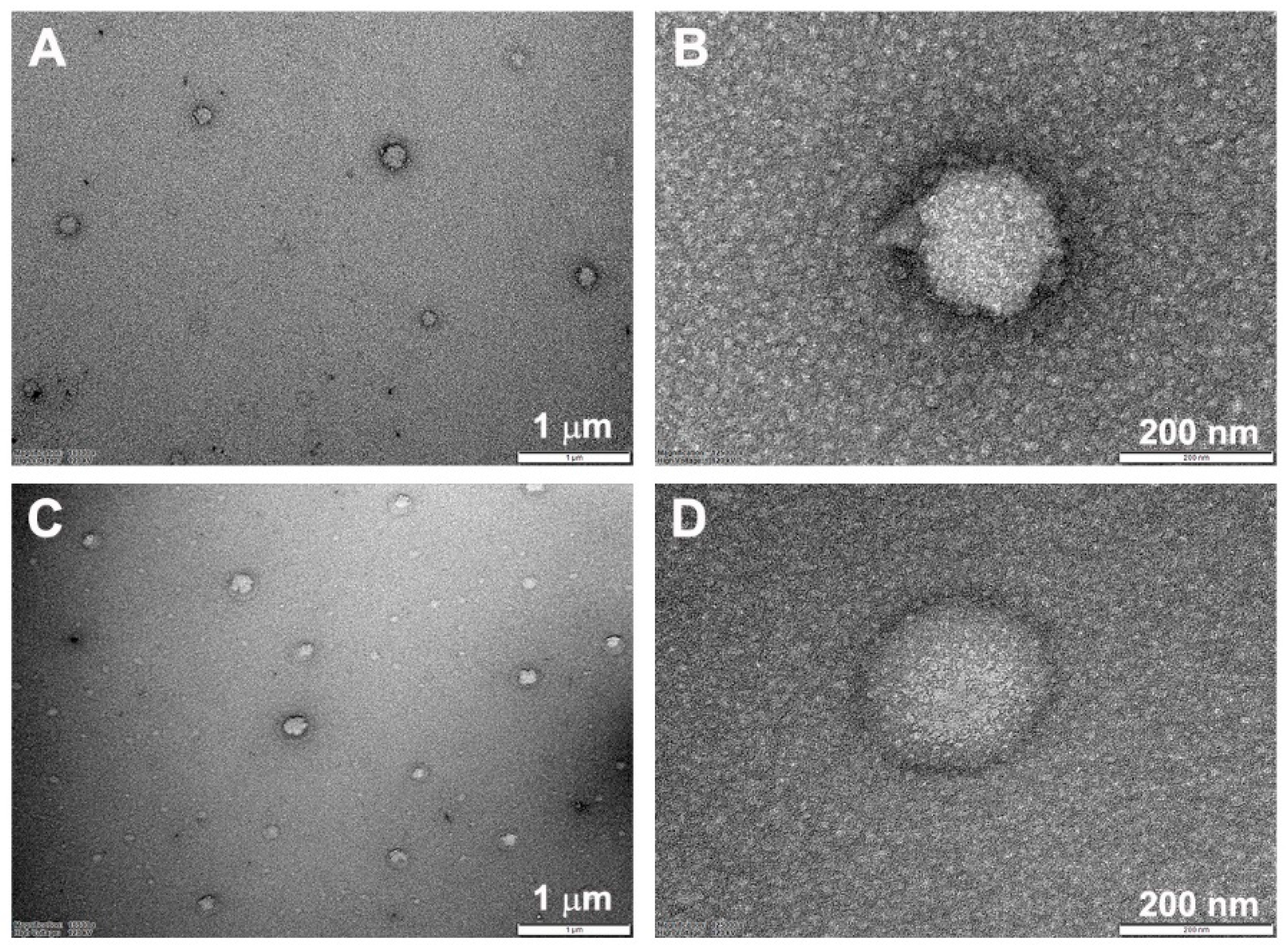 Pharmaceutics 16 01623 g003