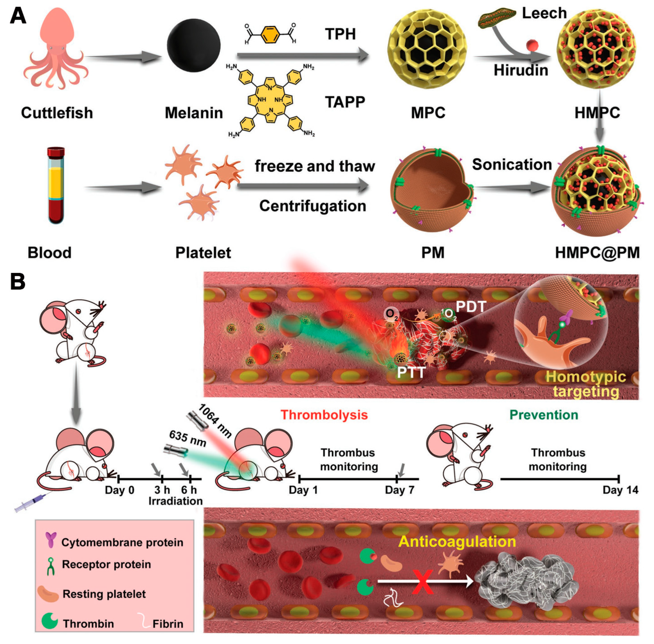 Pharmaceutics 16 01625 g007
