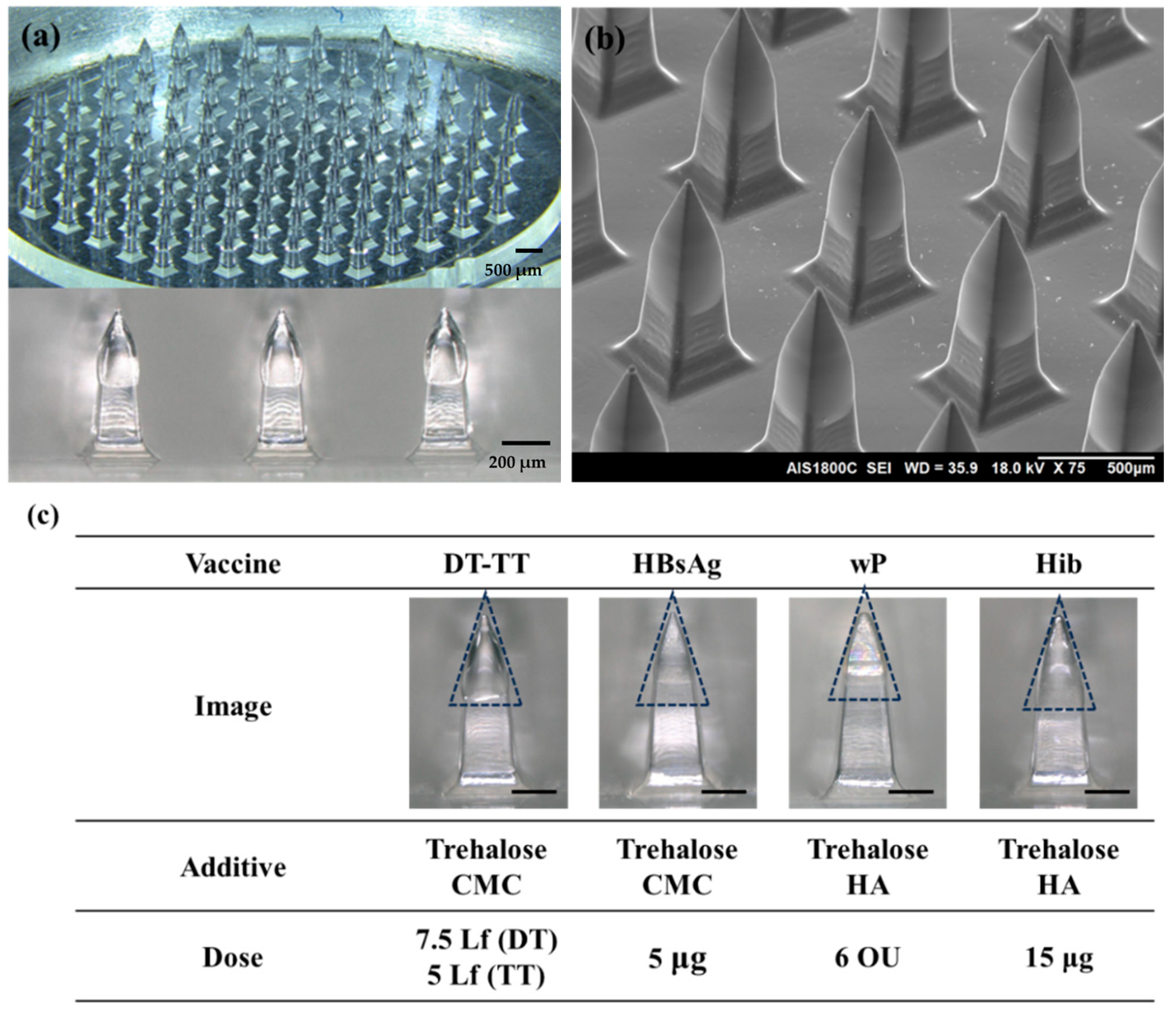 Pharmaceutics 16 01631 g005 Pharmaceutics 16 01631 g005