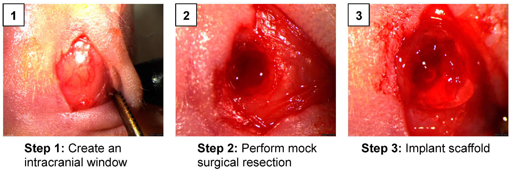 Pharmaceutics 17 00003 g003