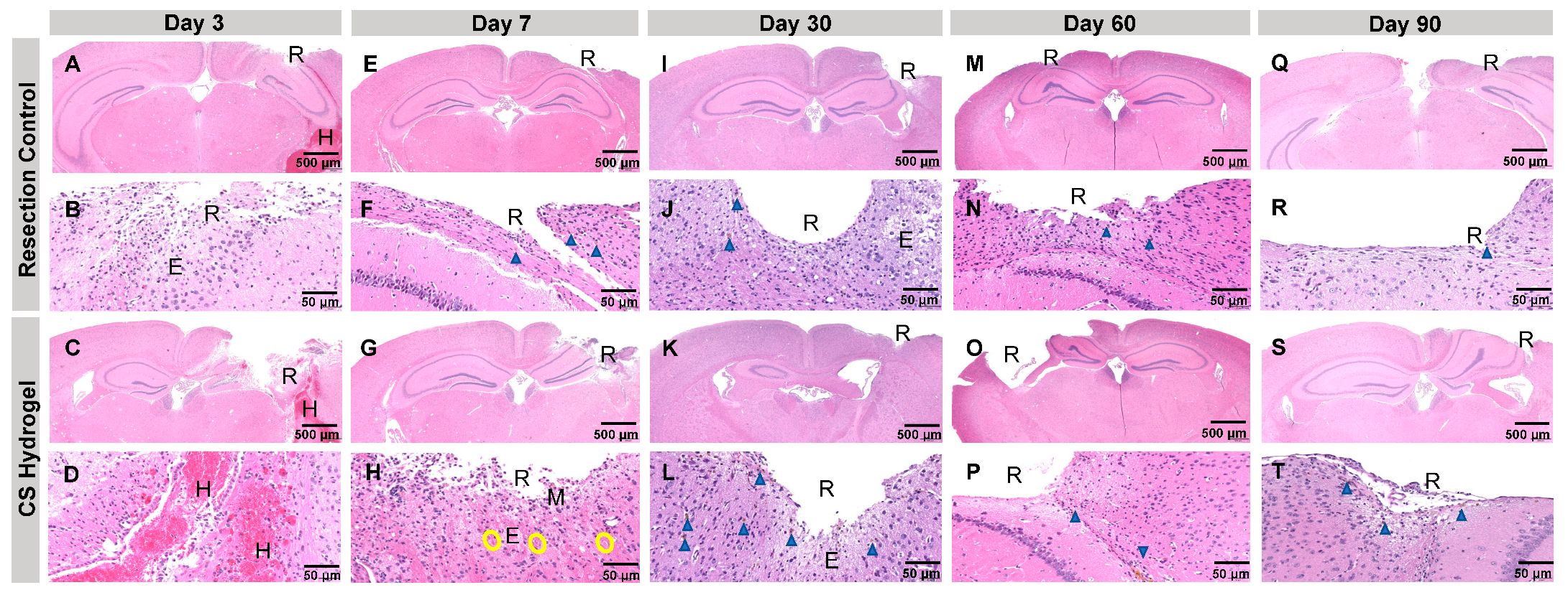 Pharmaceutics 17 00003 g005