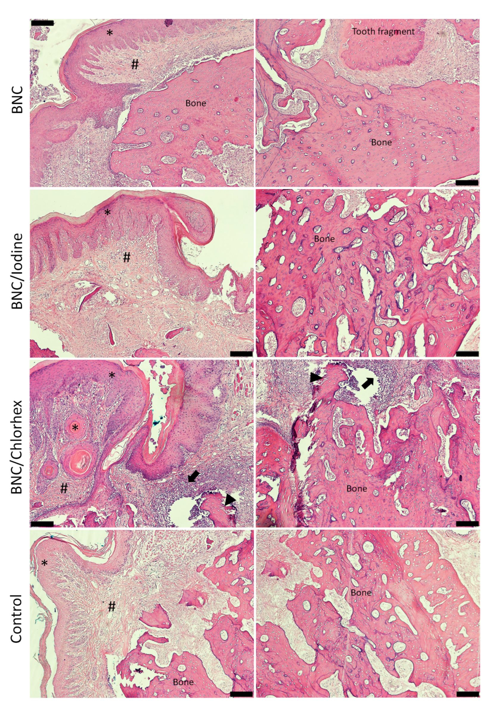 Pharmaceutics 17 00024 g003